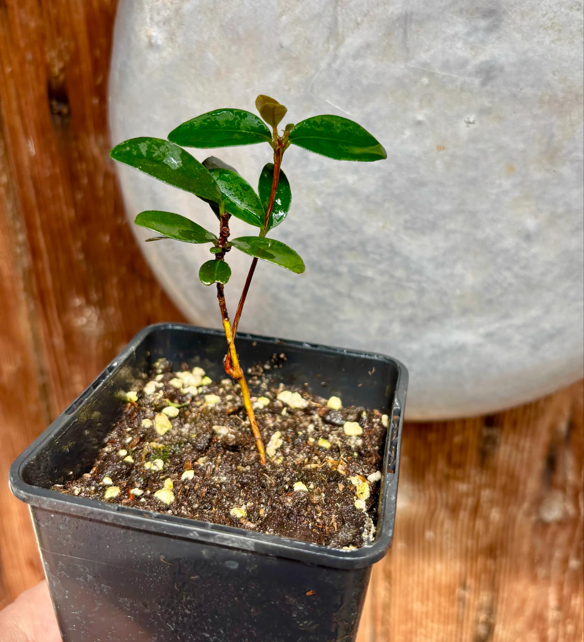 Eugenia reinwardtiana - Cedarbay Cherry -  1 small potted seedling / 1 kleiner, getopfter Sämling