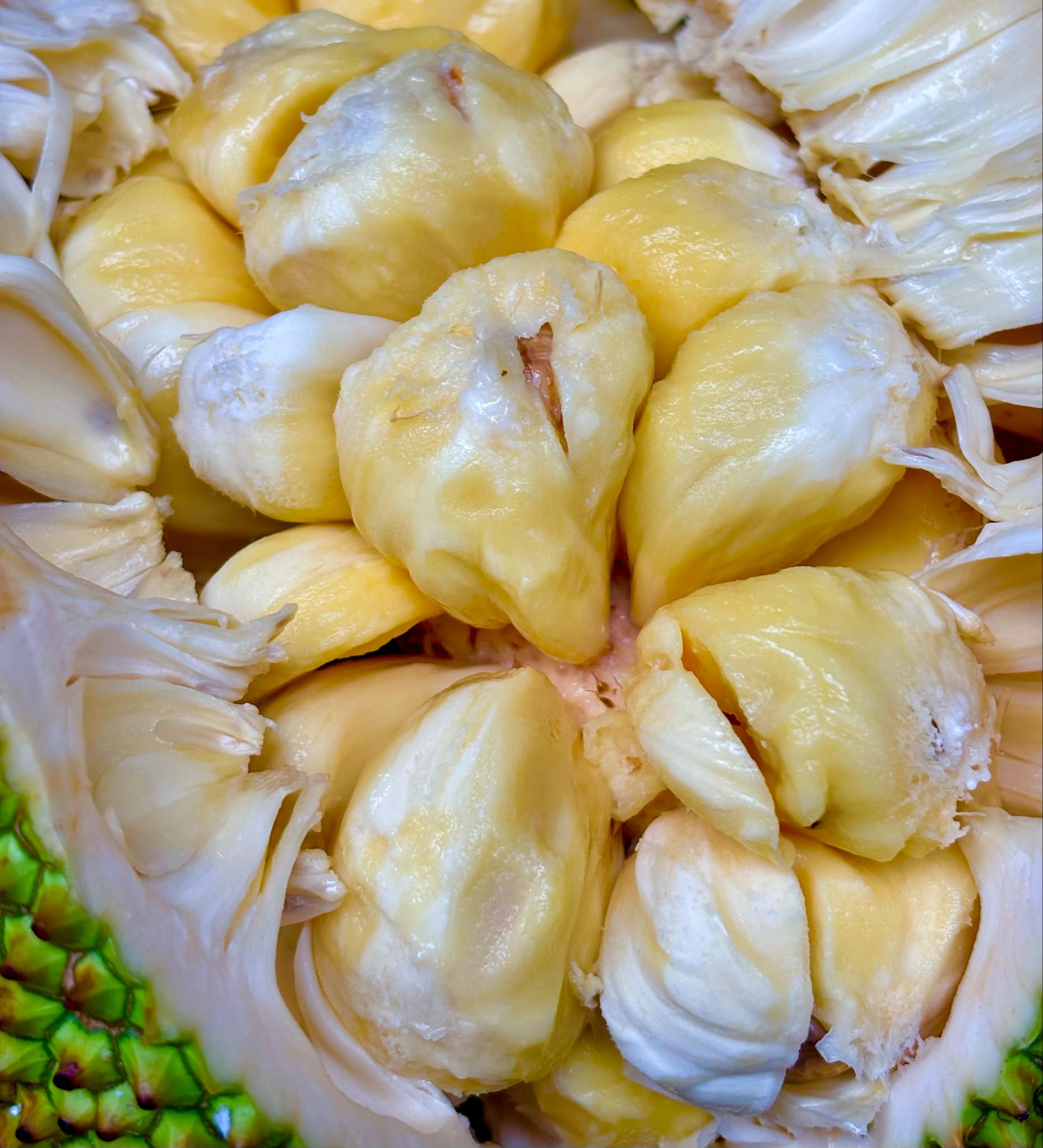 Cempedak (Artocarpus integer)  -  1 fresh seed / 1 frischer Samen