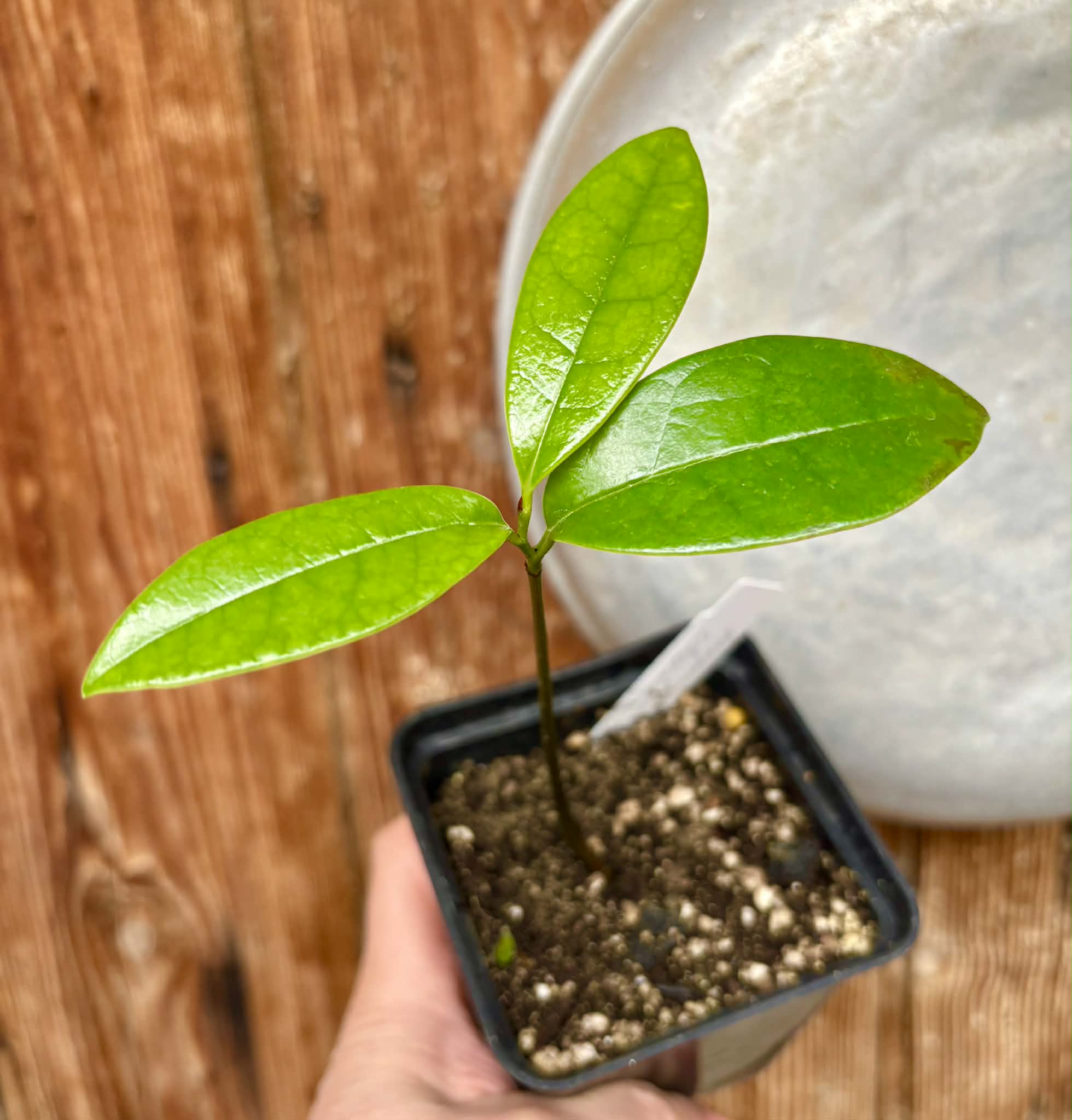 the best Annona - Annona salzmannii - 1 potted seedling / 1 getopfter Sämling