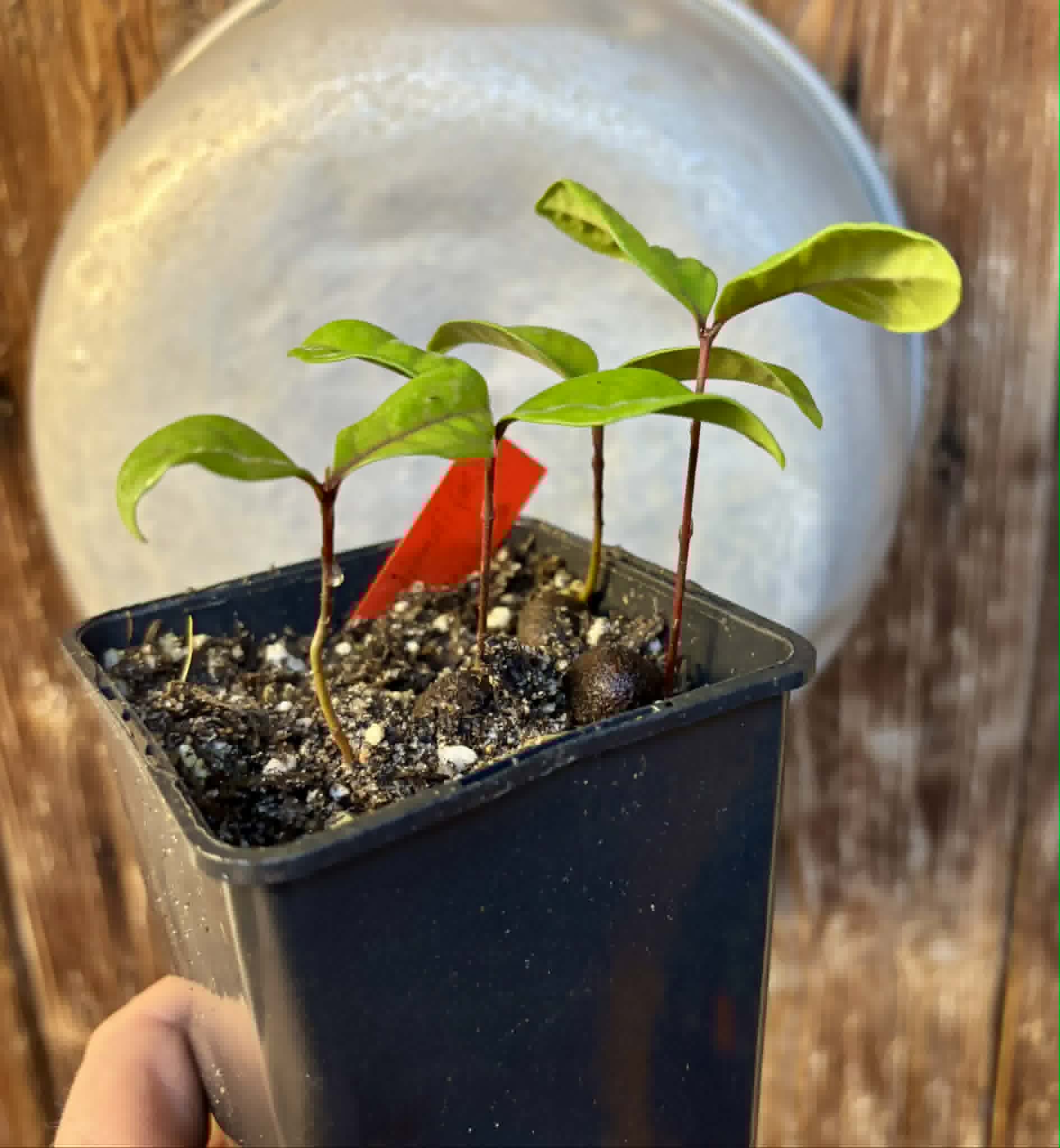 4 in 1 pot - Eugenia rotundifolia var. Maruim - 4 seedlings in one pot / 4 Sämlinge in einem Topf