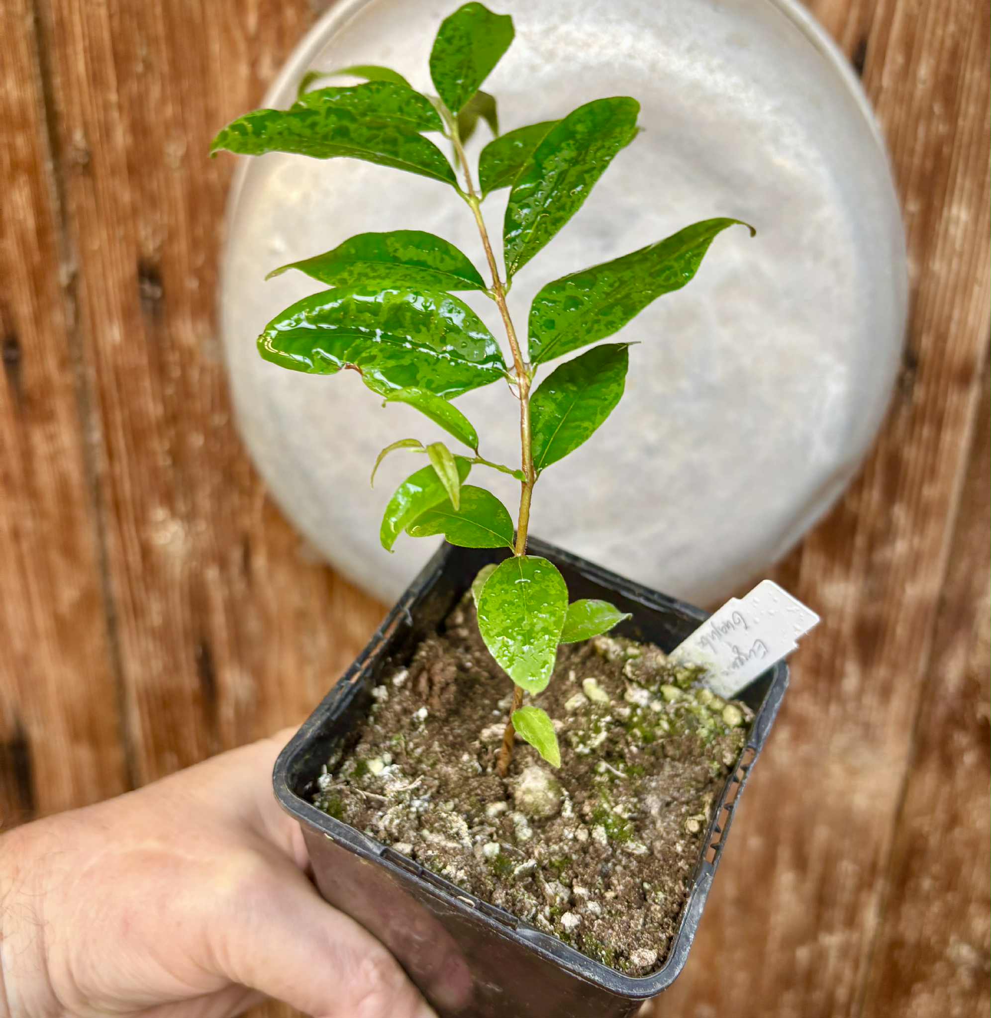 Eugenia sp Guajuba suave -  1 potted seedling / 1 getopfter Sämling Eugenia sp Guajuba suave -  1 potted seedling / 1 getopfter Sämling