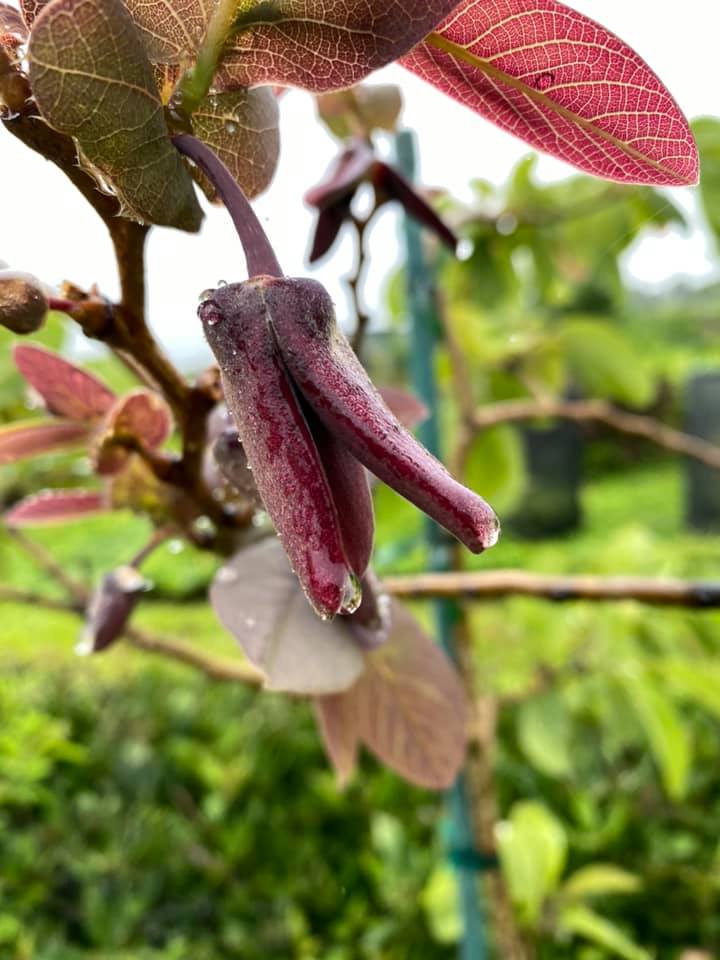 Ilama (Annona macroprophyllata) - 1 fresh seed / 1 frischer Samen