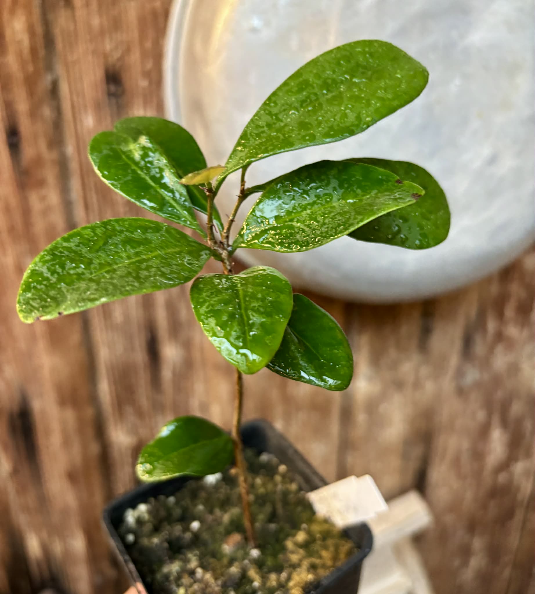 Eugenia cerasiflora - 1 potted plant - 1 getopfte Pflanze