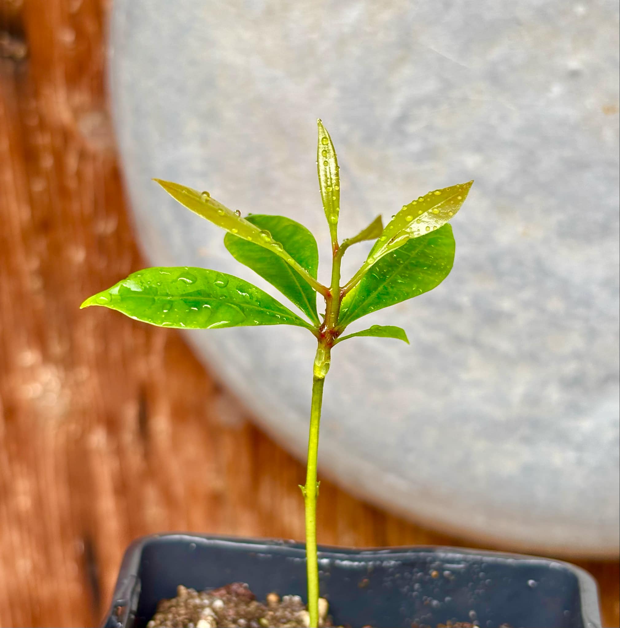 Syzygium aromaticum - Clove - Gewürznelke - 1 small potted seedling / 1 kleiner, getopfter Sämling