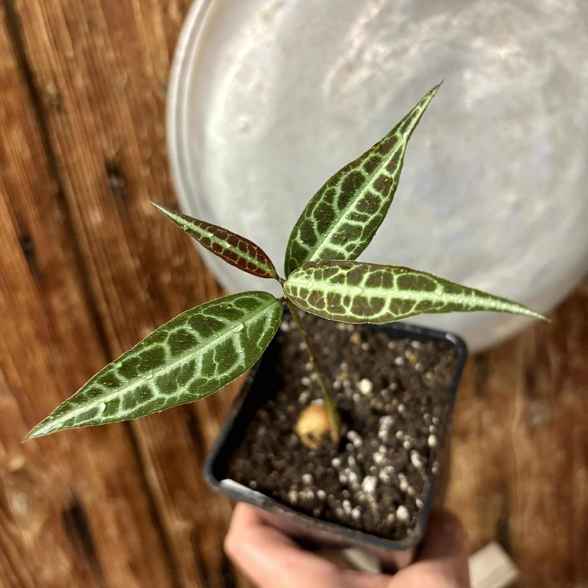 Eugenia sp Labisia -  1 potted seedling / 1 getopfter Sämling