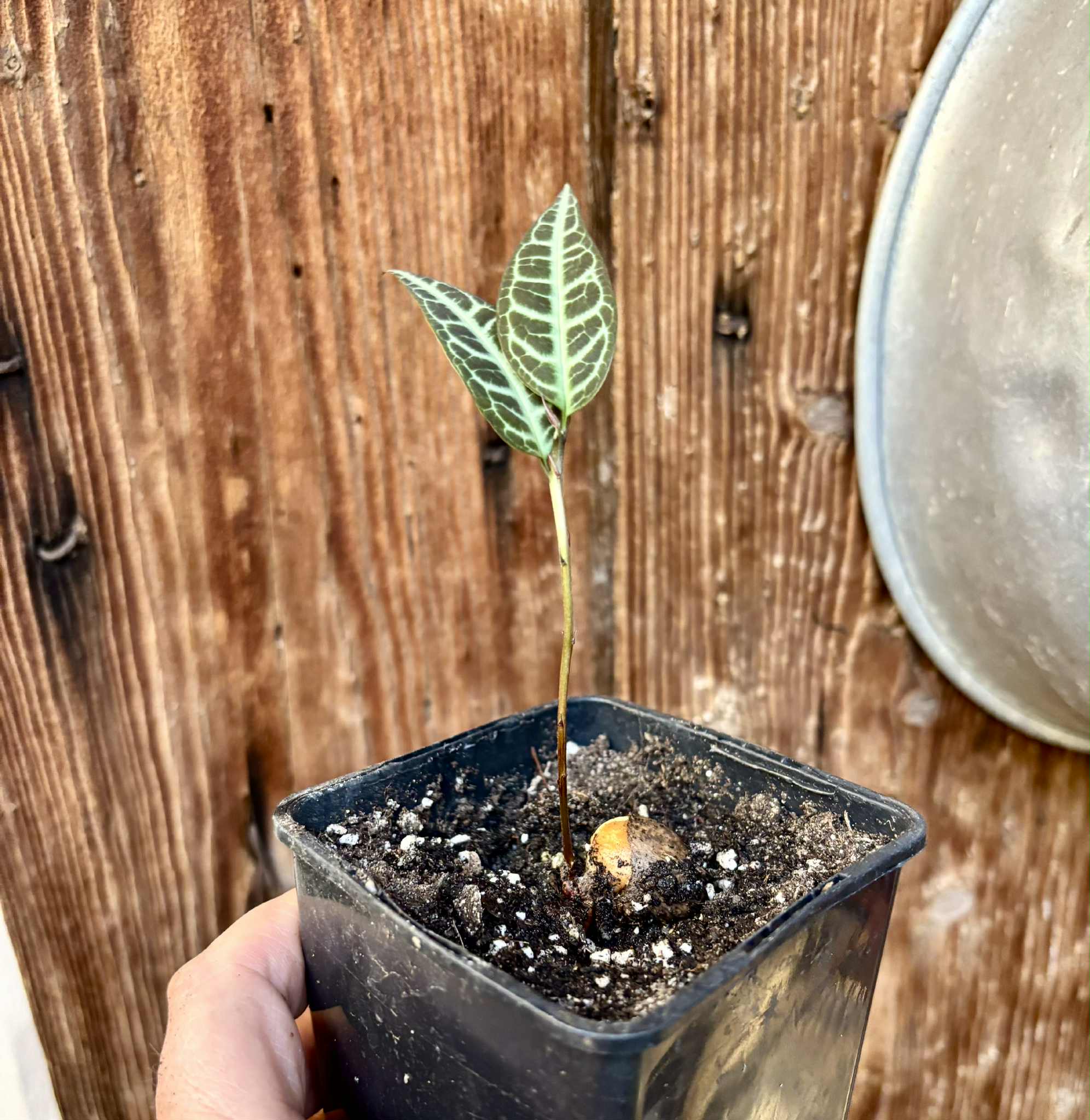 Eugenia sp Labisia -  1 potted seedling / 1 getopfter Sämling