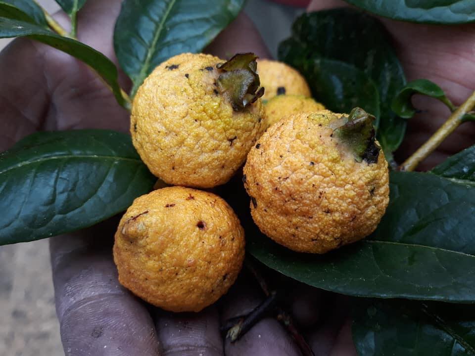 Campomanesia laurifolia -  1 fresh seed / 1 frischer Samen