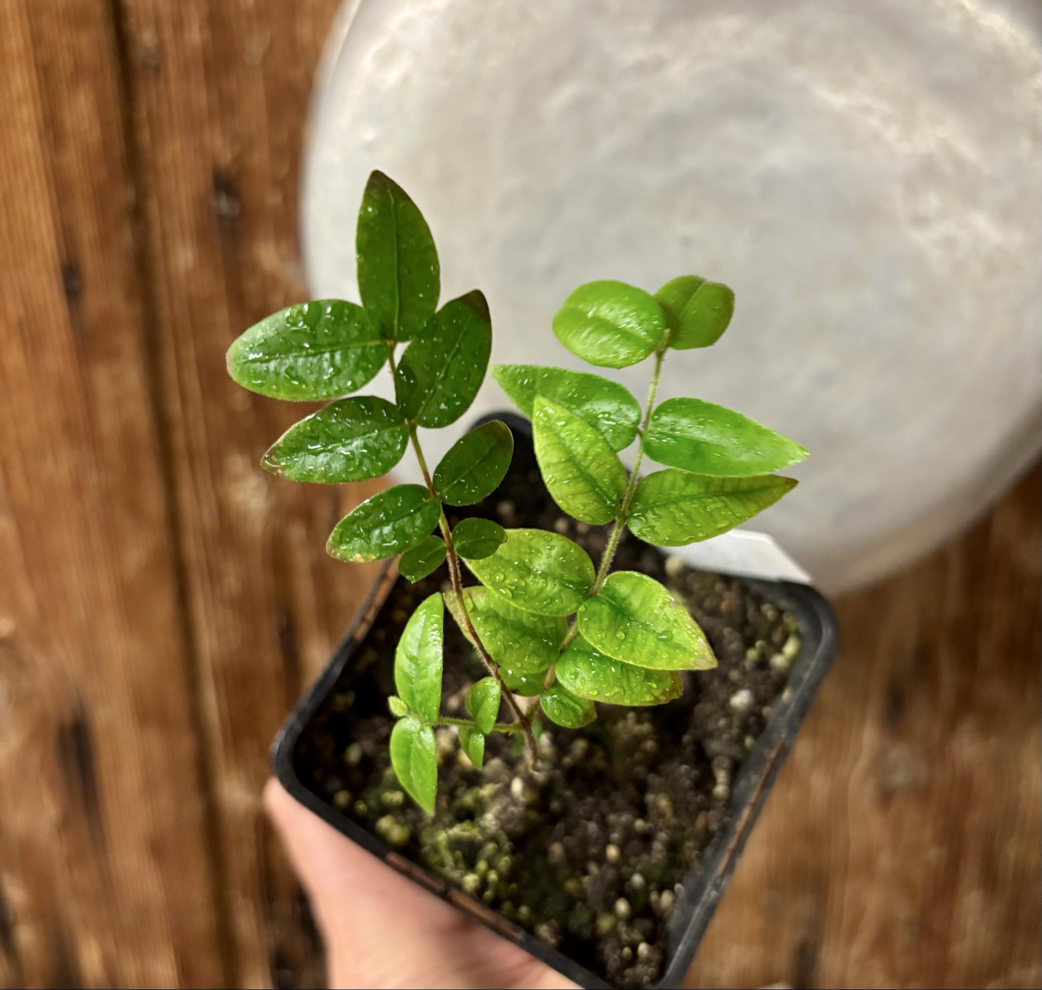 Myrciaria pilosa -  1 small potted seedling  / 1 kleiner getopfter Sämling Myrciaria pilosa -  1 small potted seedling  / 1 kleiner getopfter Sämling