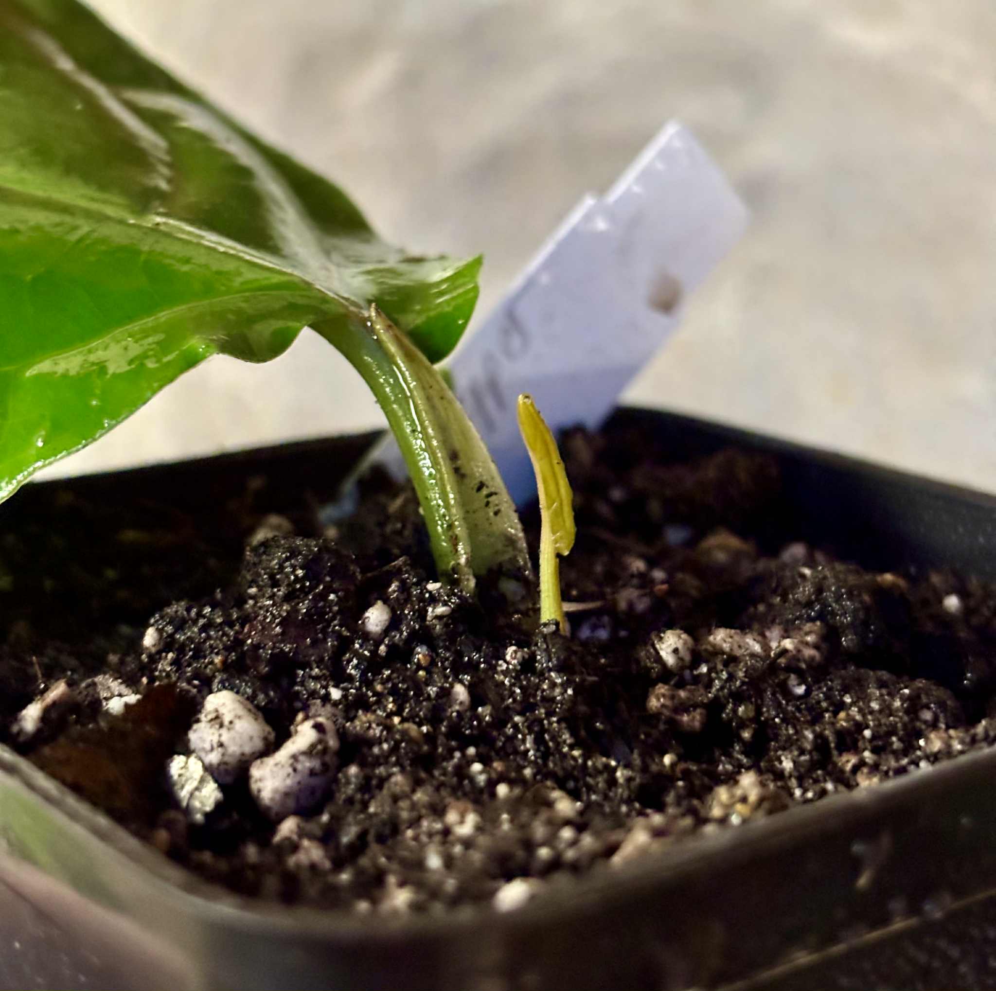 1 rooted cutting - Long Pepper  (Piper longum) - 1 potted plant / 1 getopfte Pflanze