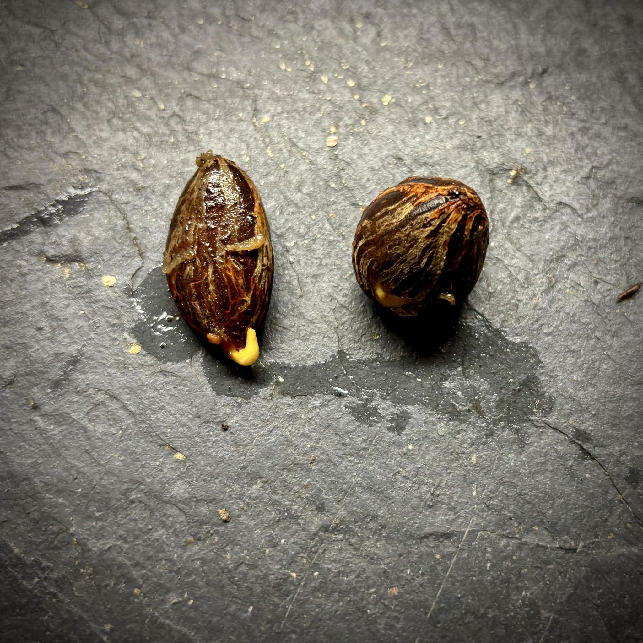 Cheiloclinium sp Itacare -  1 germinated seed / 1 gekeimter Samen