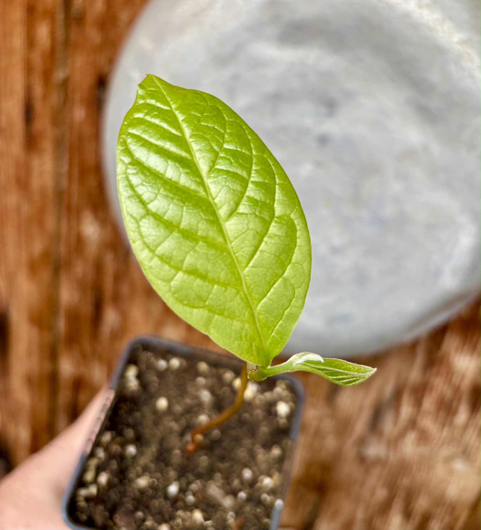 Annona purpurea - Soncoya - 1 potted plant / 1 getopfte Pflanze