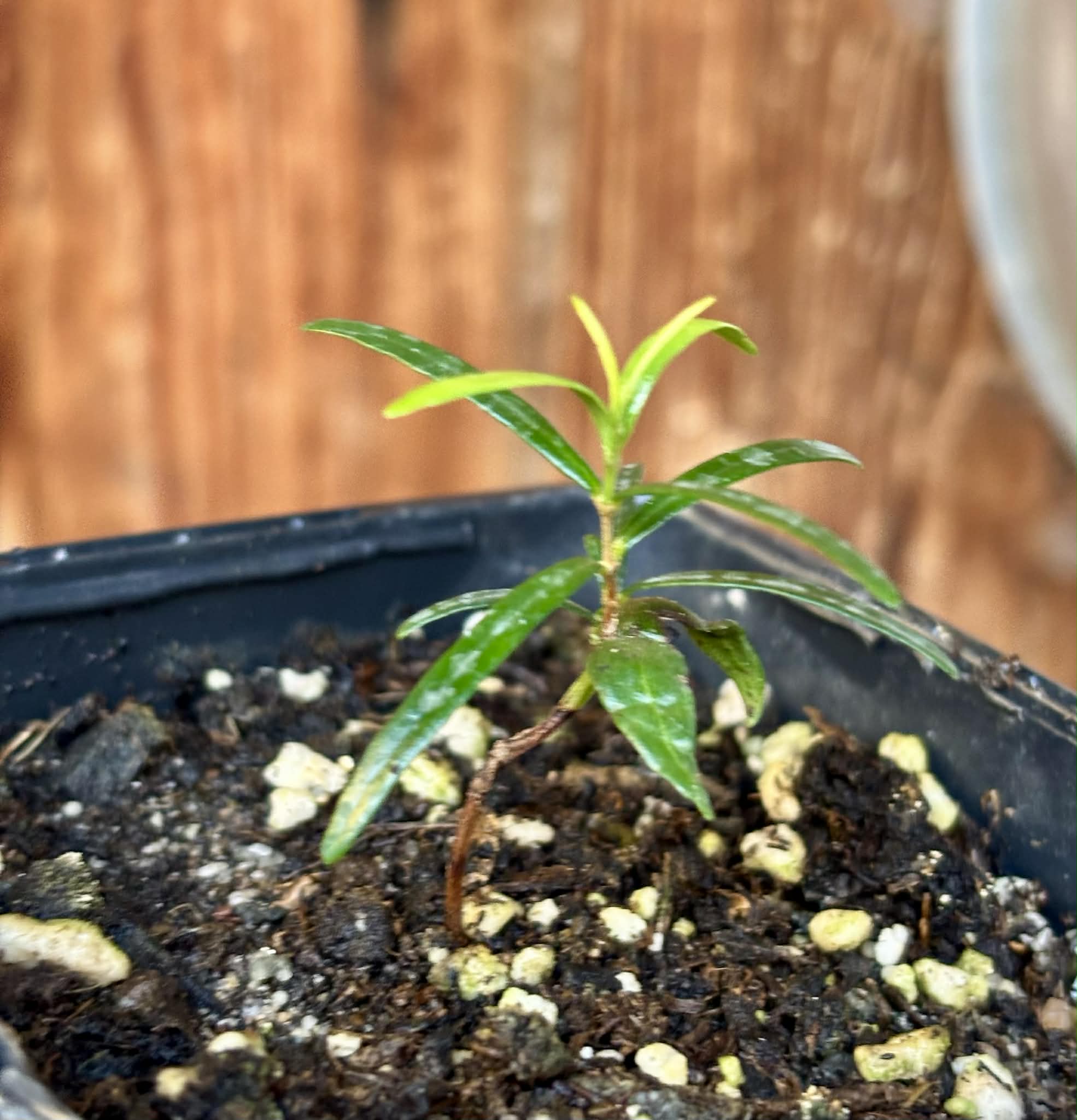 Mapirunga (Myrcia sp.)  - 1 small potted seedling / 1 kleiner, getopfter Sämling