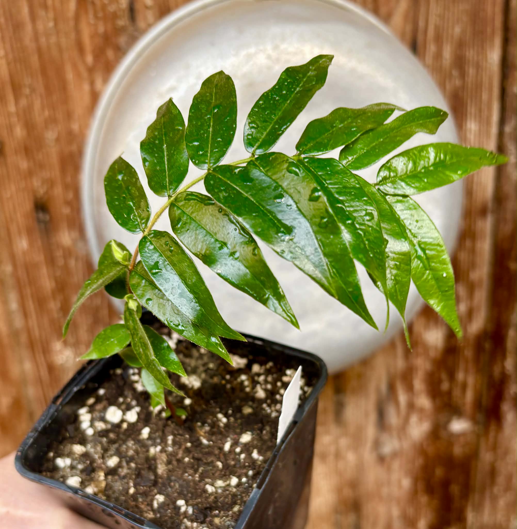 Beach Cambuca (Myrciaria strigipes) - 1 potted plant / 1 getopfte Pflanze