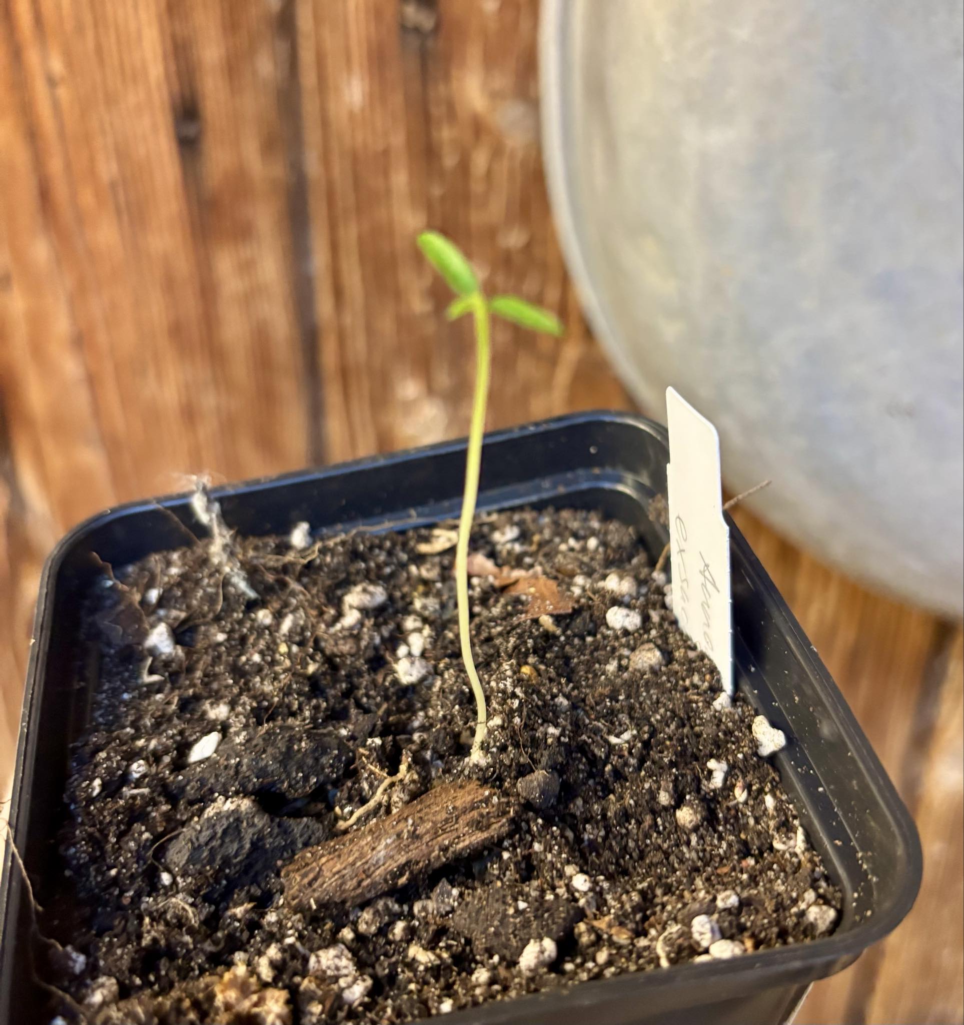 Annona exsucca - 1 small potted seedling / 1 kleiner, getopfter Sämling Annona exsucca - 1 small potted seedling / 1 kleiner, getopfter Sämling