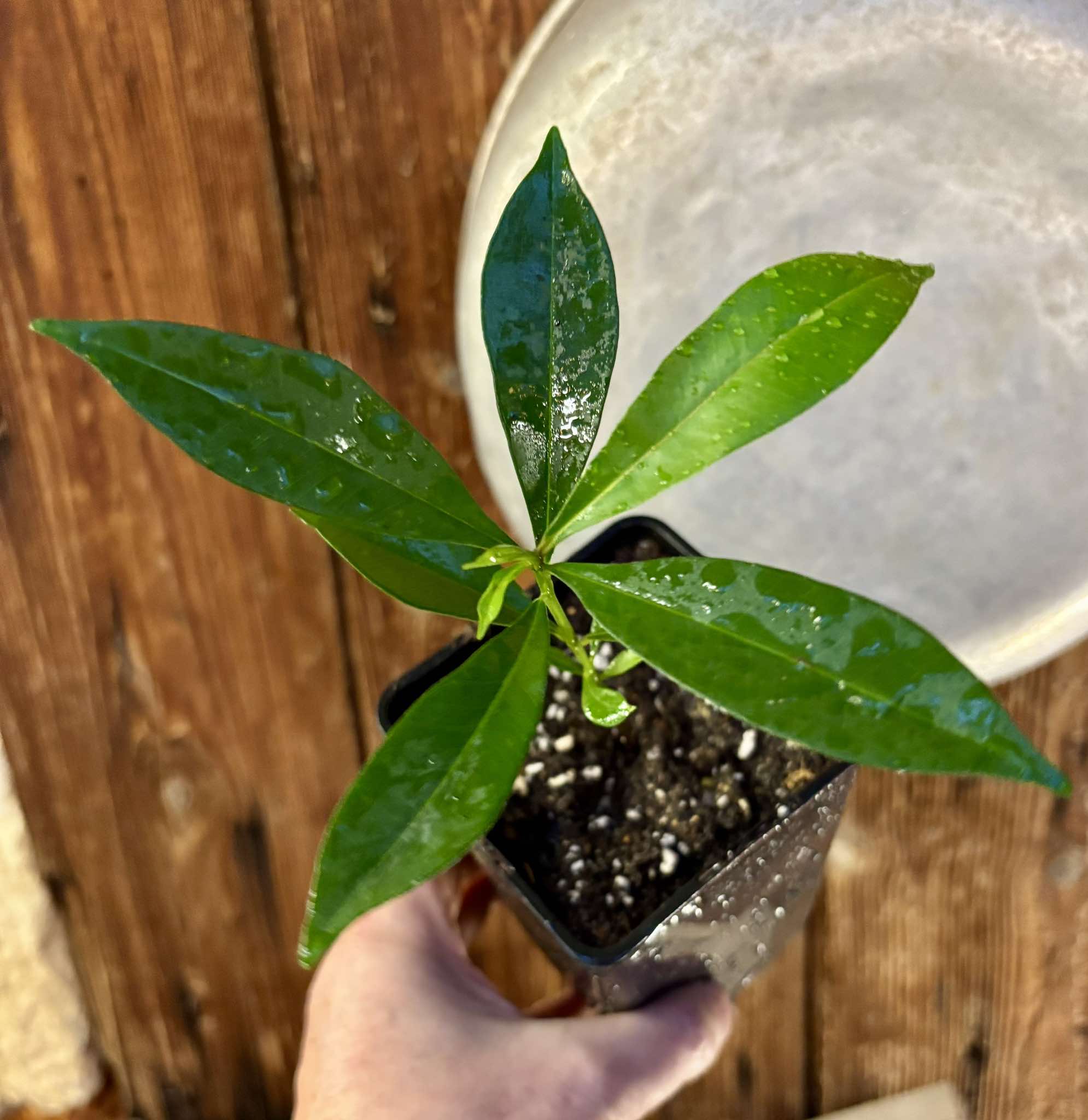 Syzygium cumini - 1 potted plant / 1 getopfte Pflanze