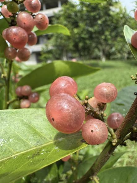 3 plants in 1 pot - Glycosmis pentaphylla - Orangeberry -  1 small seedling / 1 kleiner Sämling
