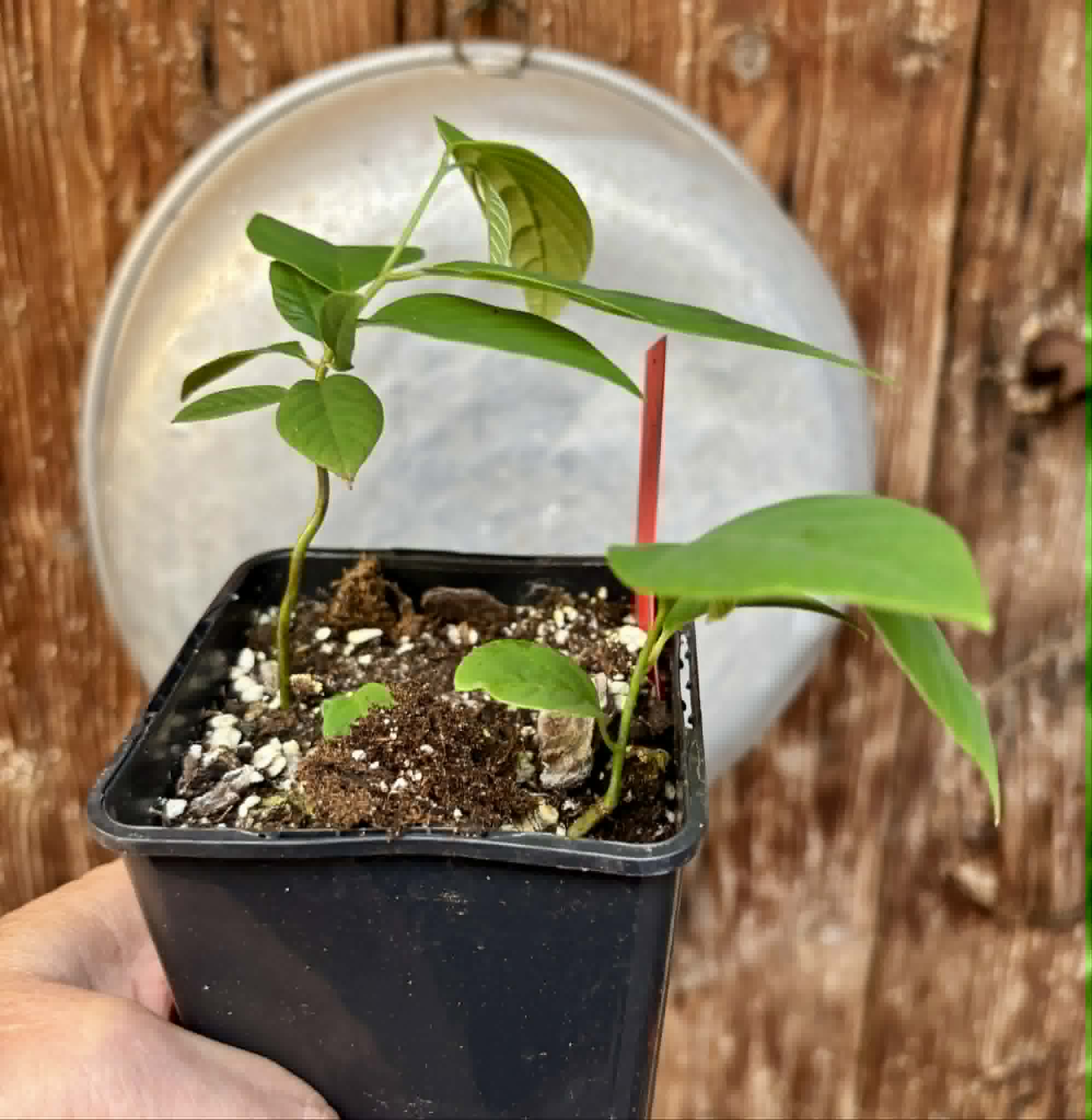 2 in 1 pot - Cherimoya var. Fino de Jete (Annona cherimola) - 2 seedlings in one pot / 5 Sämlinge in einem Topf