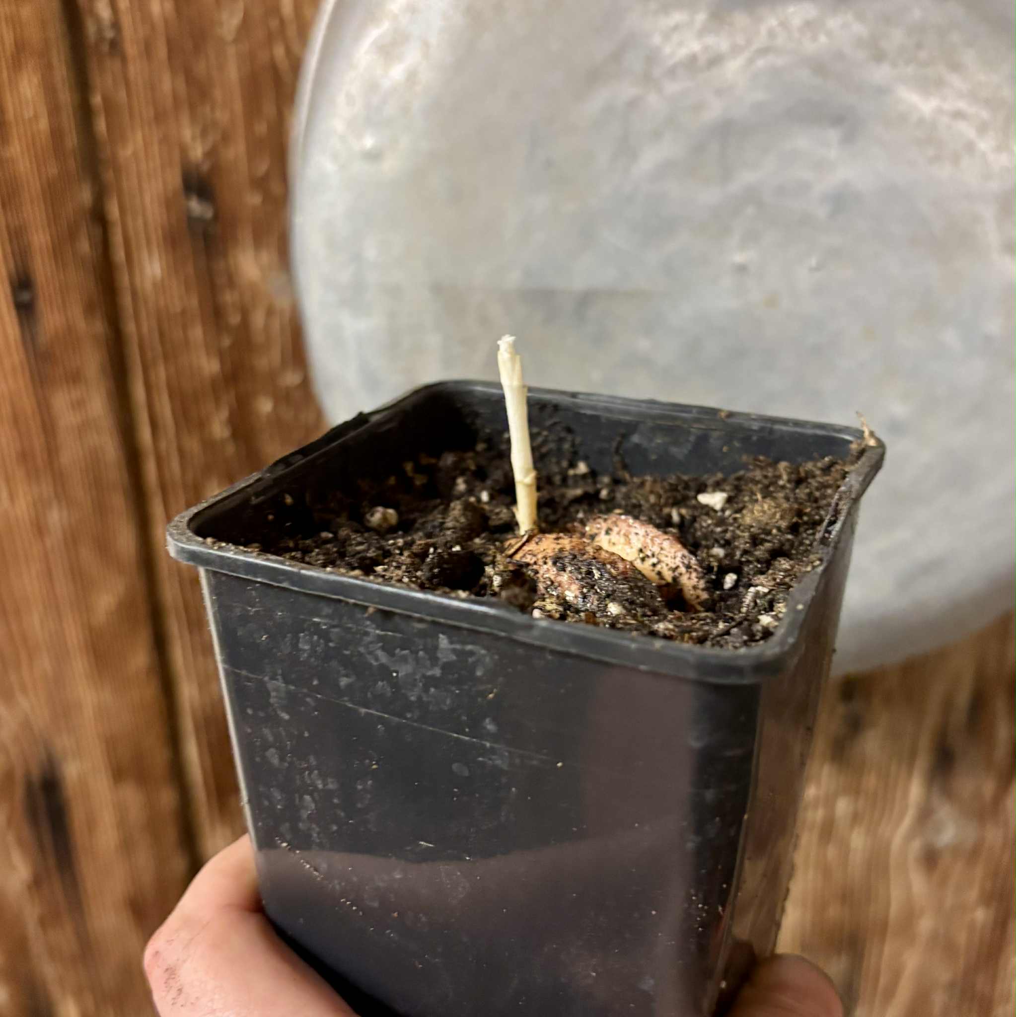 Couepia polyandra - Olosapo - 1 potted seedling / 1 getopfter Sämling