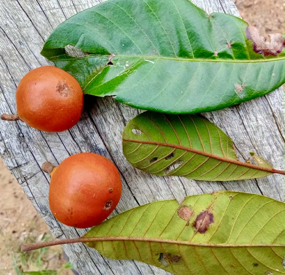 Pouteria sp Alaranjada - 1 fresh seed / 1 frischer Samen