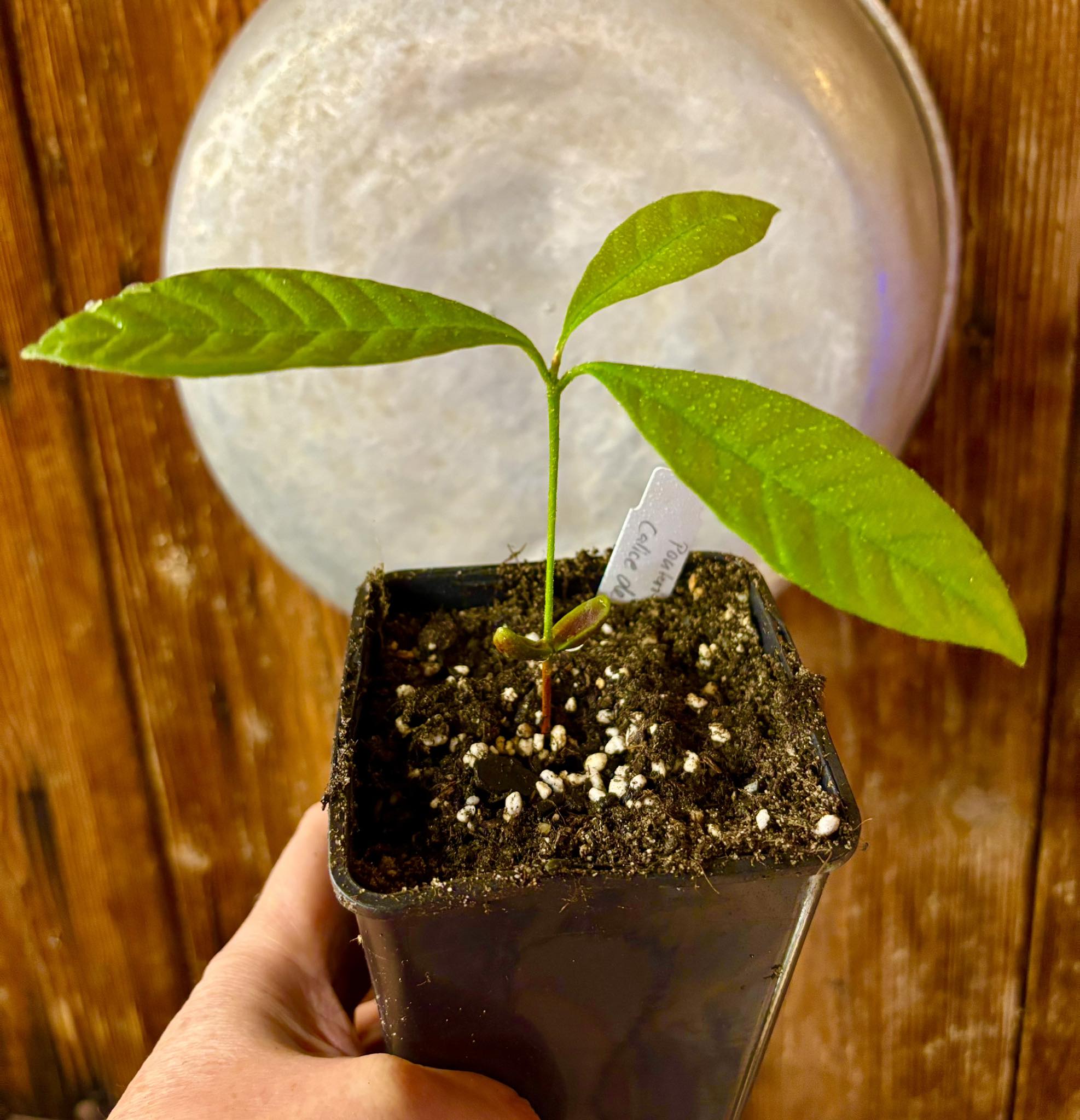 Pouteria sp Calice de Flor  -  1 small potted seedling / 1 kleiner, getopfter Sämling