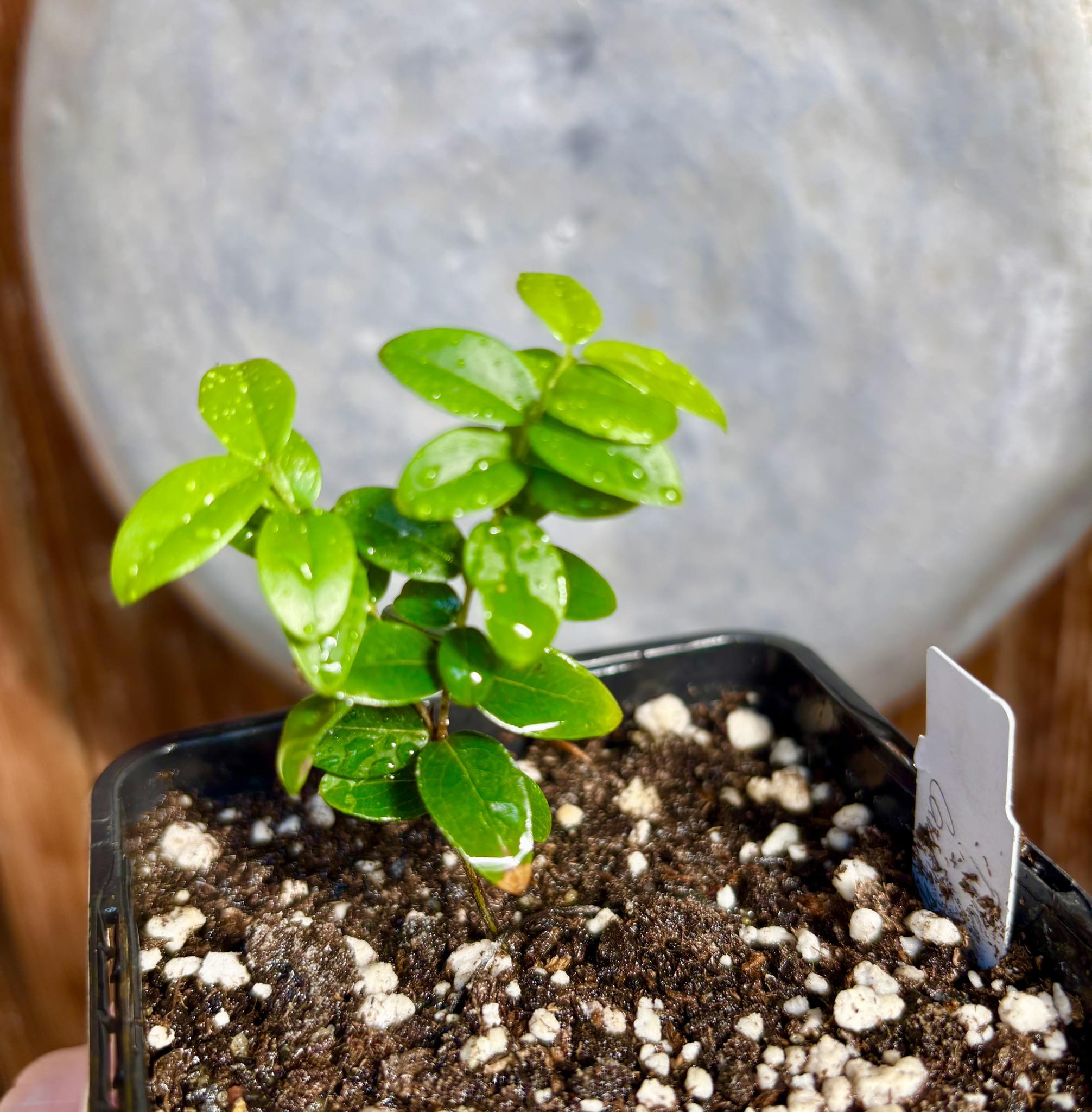 Jaboticaba - Plinia sp Canelinha Polpa rosea - 1 small potted seedling / 1 kleiner, getopfter Sämling