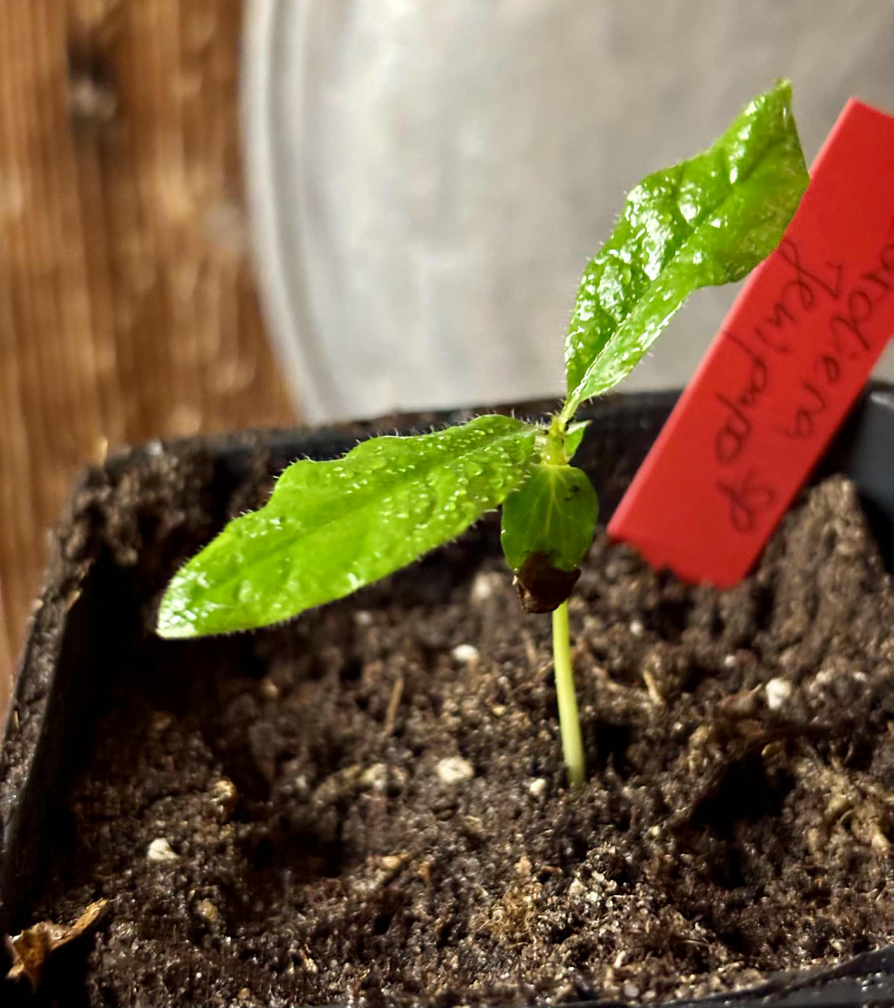 Cordiera sp Jenipapo - 1 potted seedling / 1 getopfter Sämling