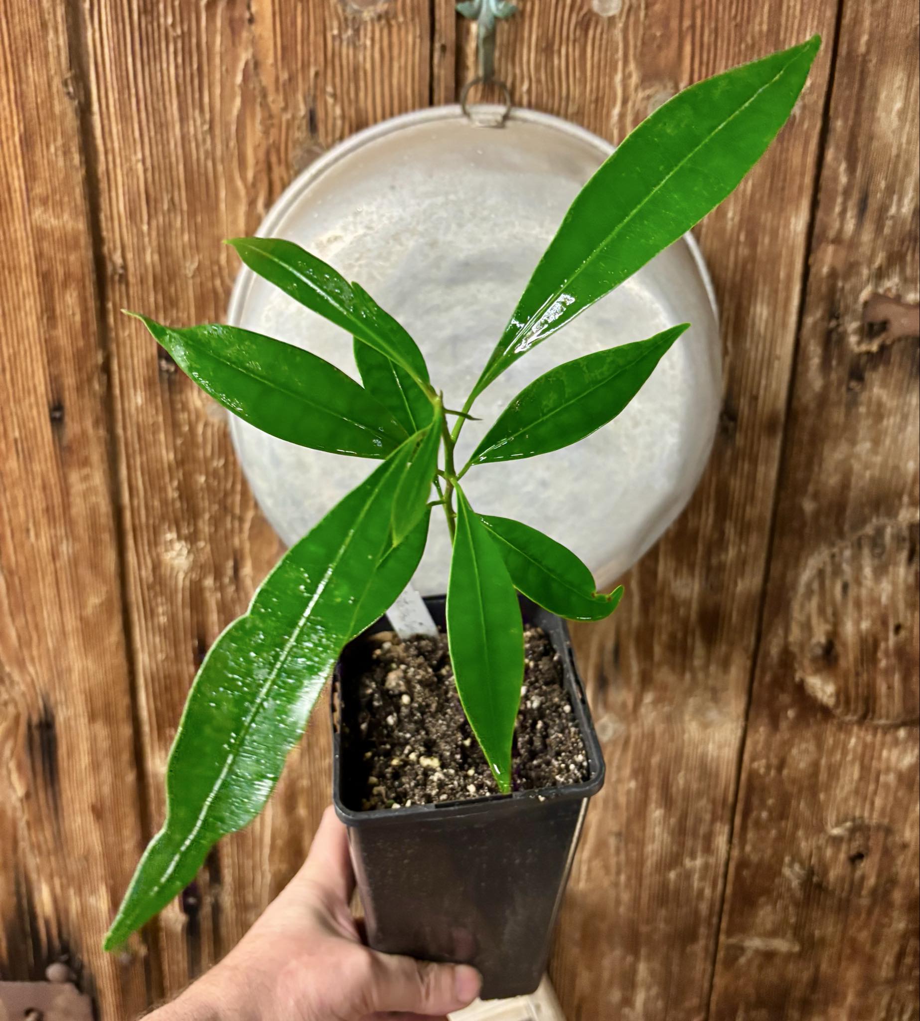 Pouteria macahensis - 1 potted seedling / 1 getopfter Sämling