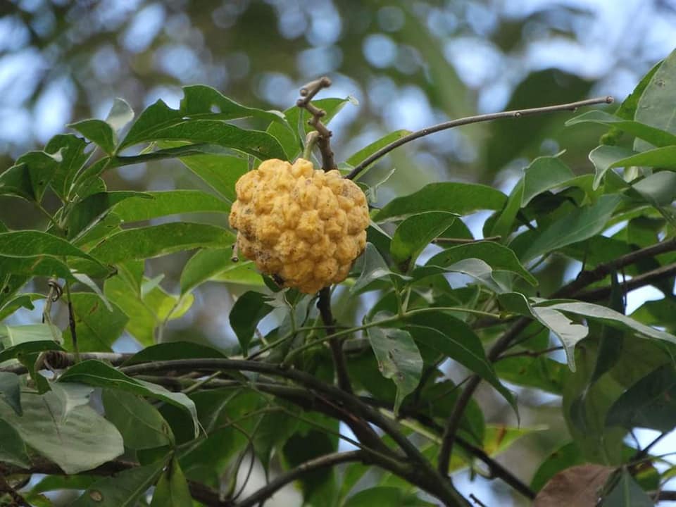 Annona sylvatica - 1 germinated seed / 1 gekeimter Samen