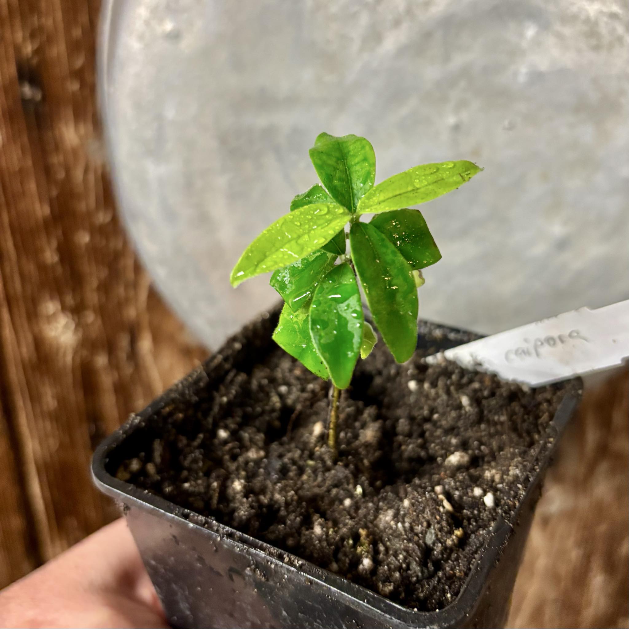 Eugenia caipora BIG -  1 potted plant / 1 getopfte Pflanze