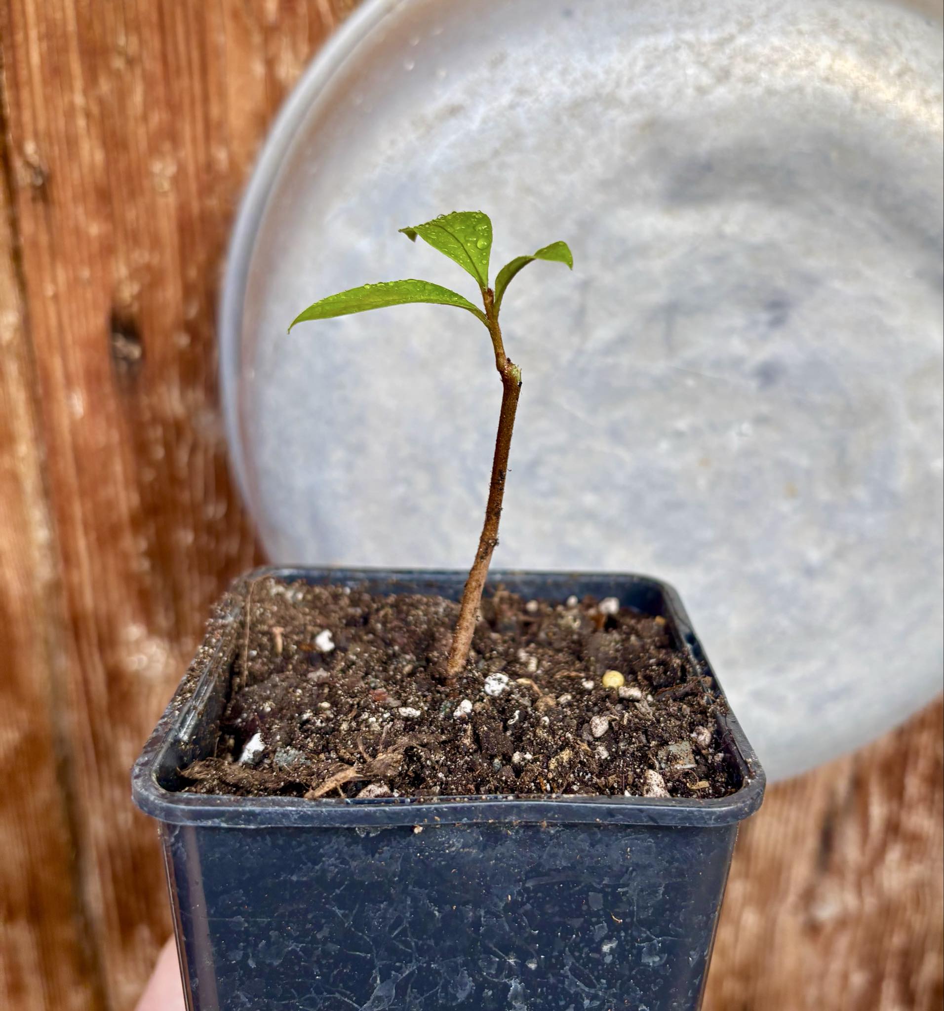 Marmixa (Pradosia lactescens) - 1 potted plant / 1 getopfte Pflanze