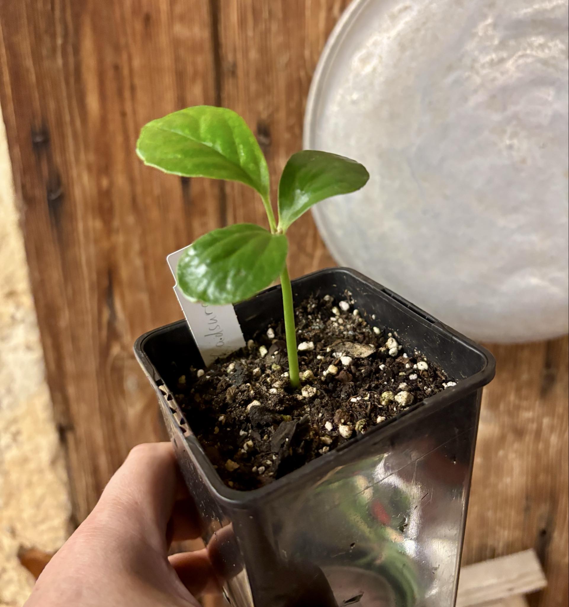 Kadsura heteroclita "Bursting Star" - 1 small potted seedling / 1 kleiner, getopfter Sämling