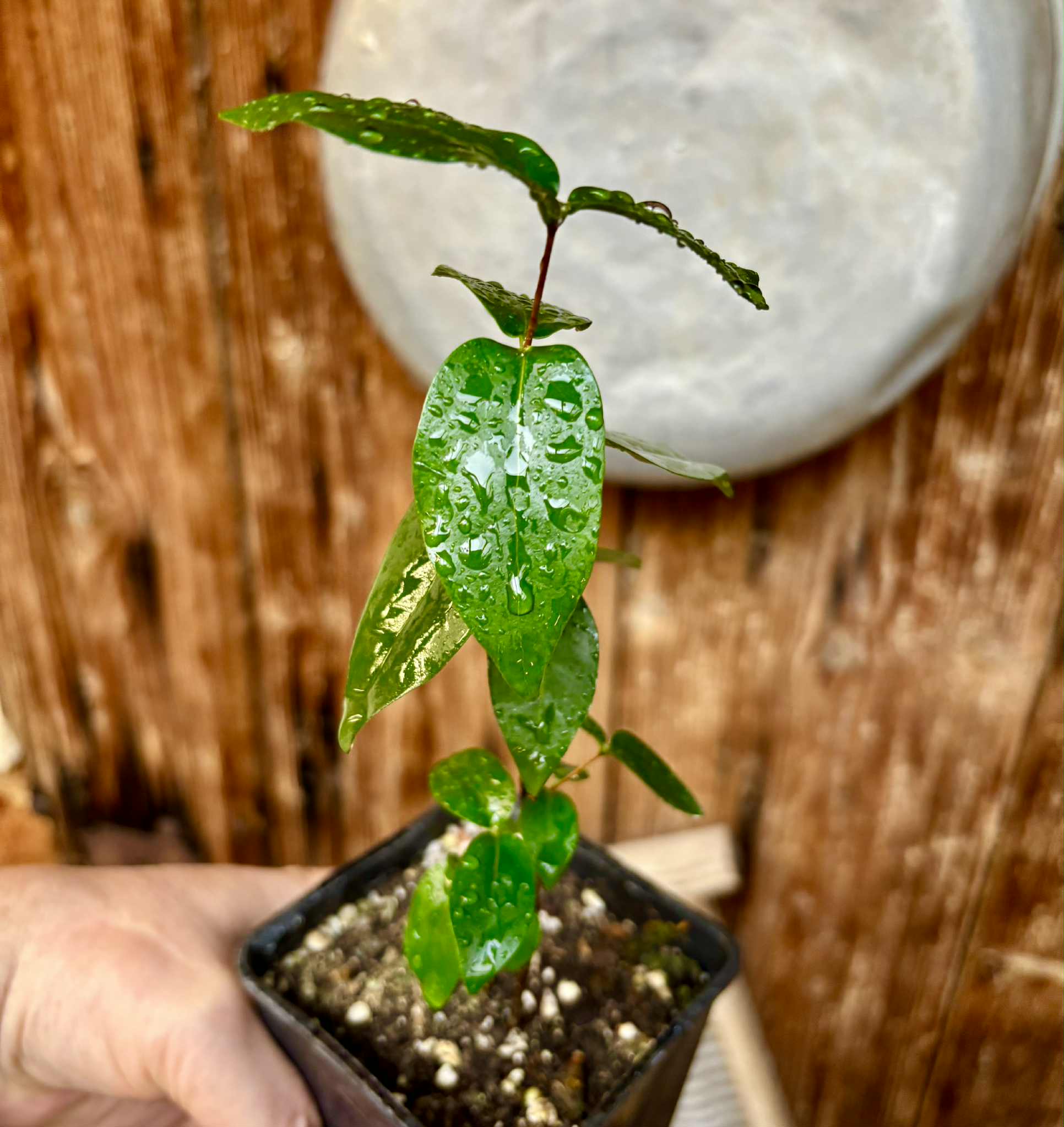 Eugenia uniflora var. black - cultivated variety / 1 potted plant / 1 getopfte Pflanze Eugenia uniflora var. black - cultivated variety / 1 potted plant / 1 getopfte Pflanze