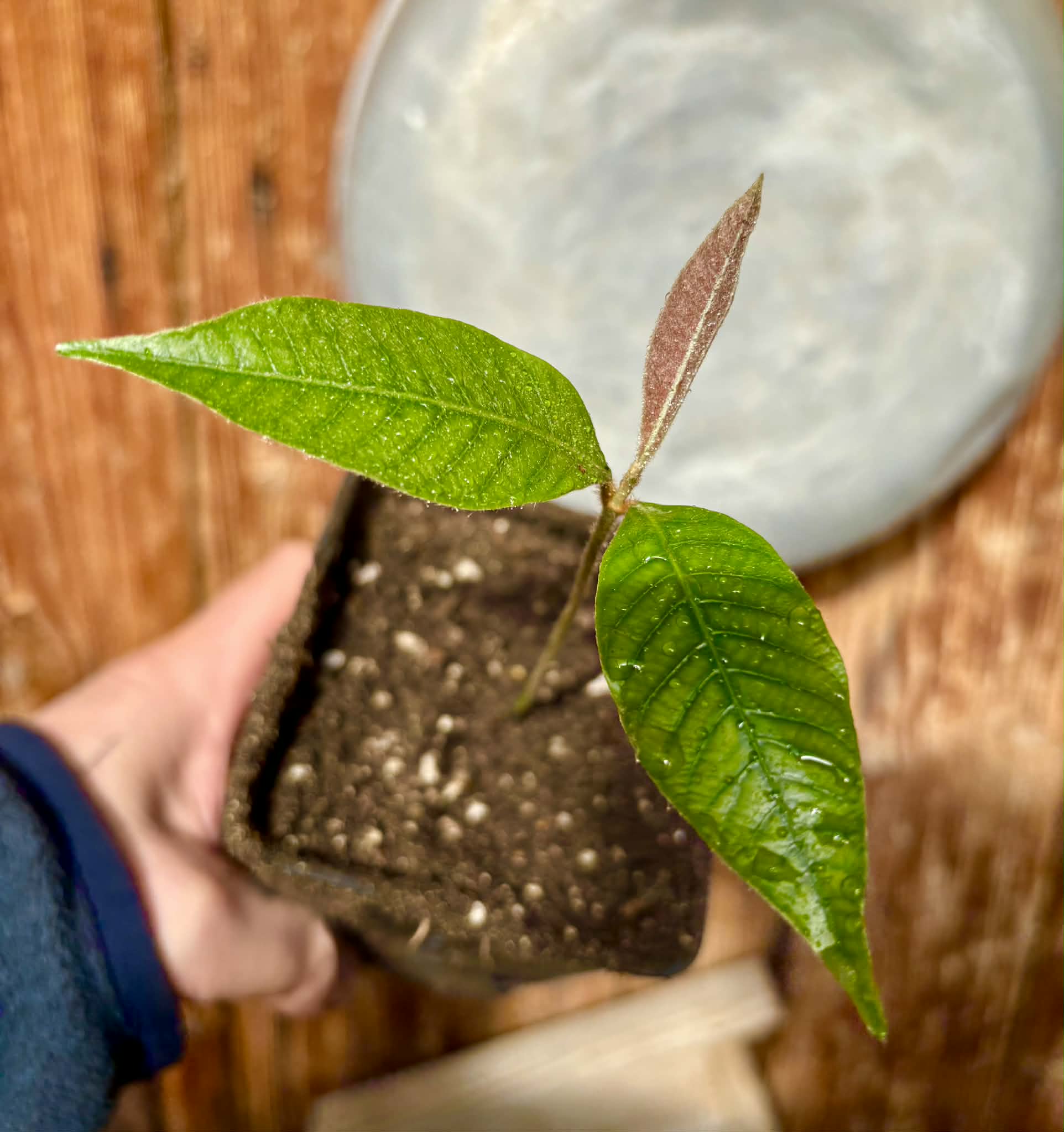 Ecclinusa sp Doce - 1 potted seedling / 1 getopfter Sämling