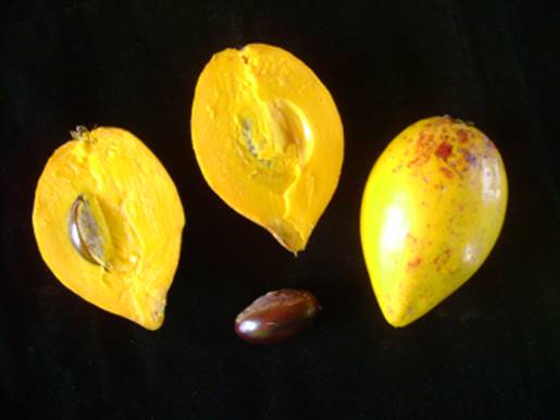 Pouteria macrophylla - 1 fresh seed / 1 frischer Samen