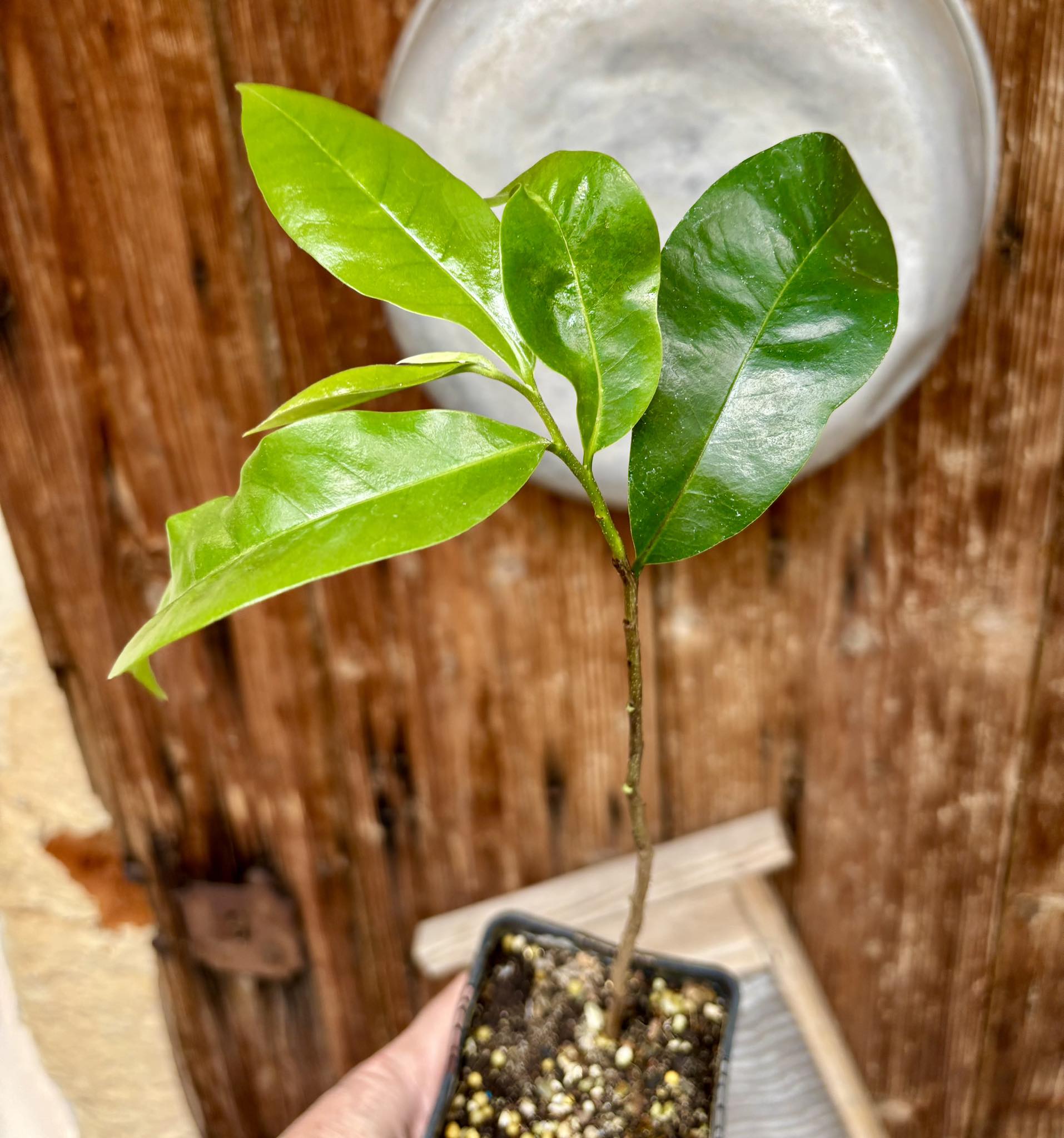 Annona muricata - Soursop / Stachelannone fiberless - 1 potted plant / 1 getopfte Pflanze