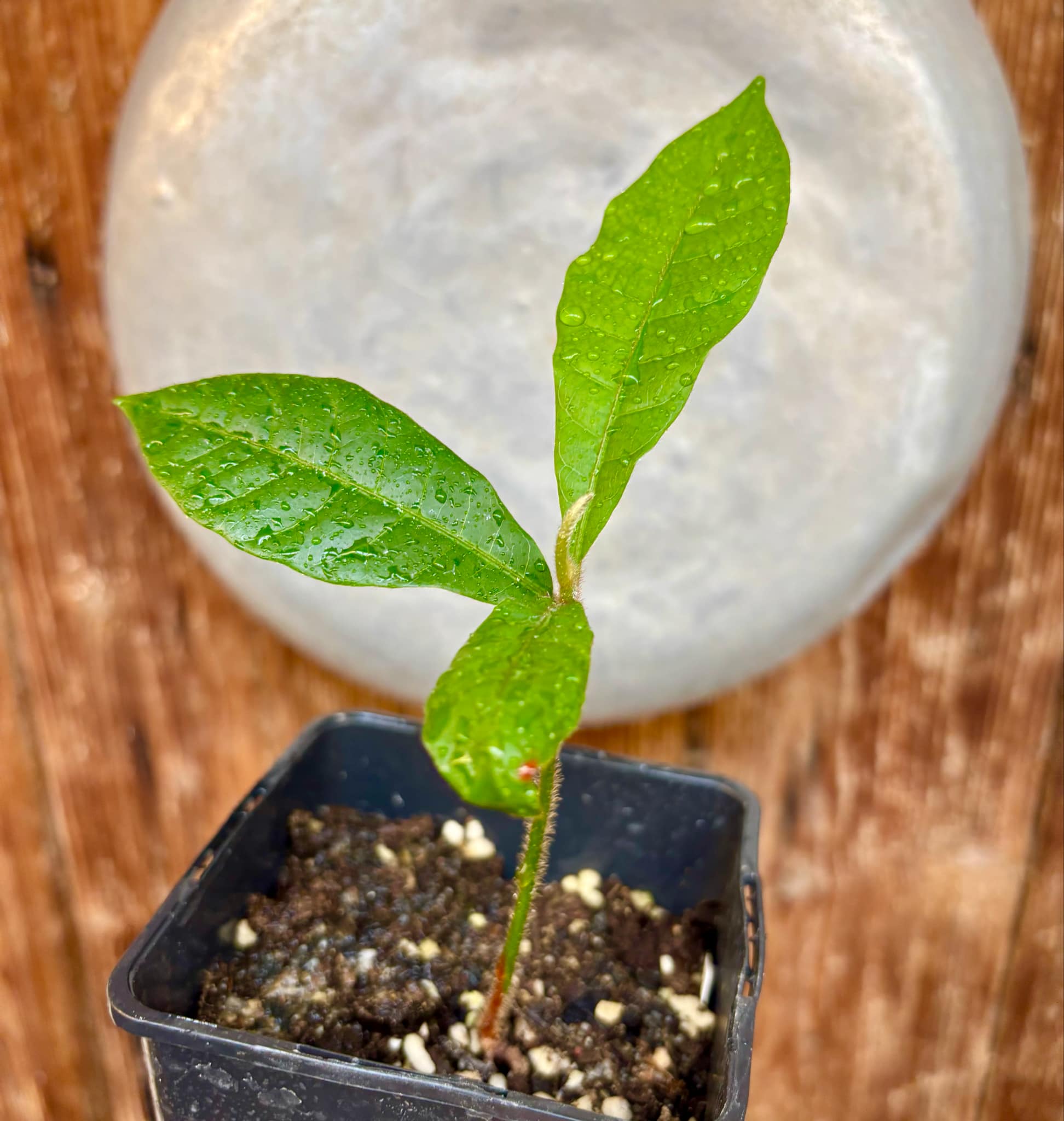 Pouteria torta subsp. gallifructa - Abiu Pilosa - 1 potted plant / 1 getopfte Pflanze