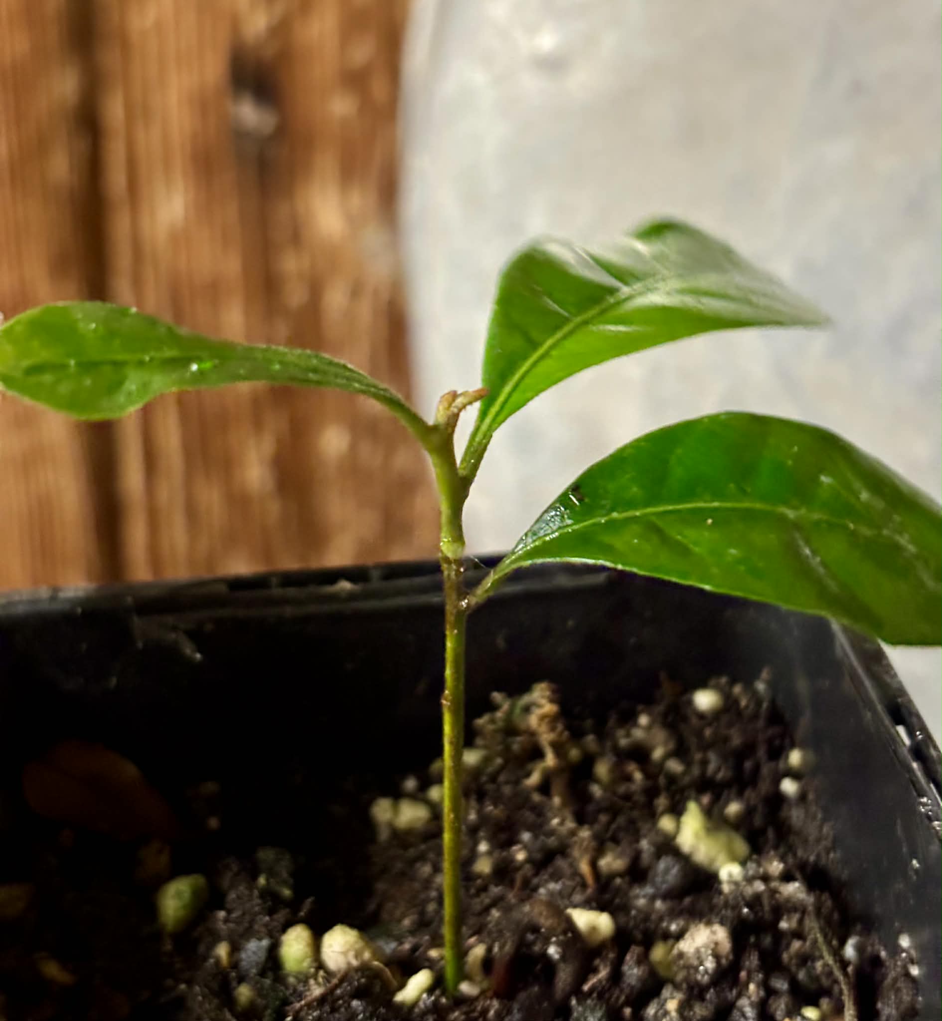 Pouteria bangii - 1 potted plant / 1 getopfte Pflanze