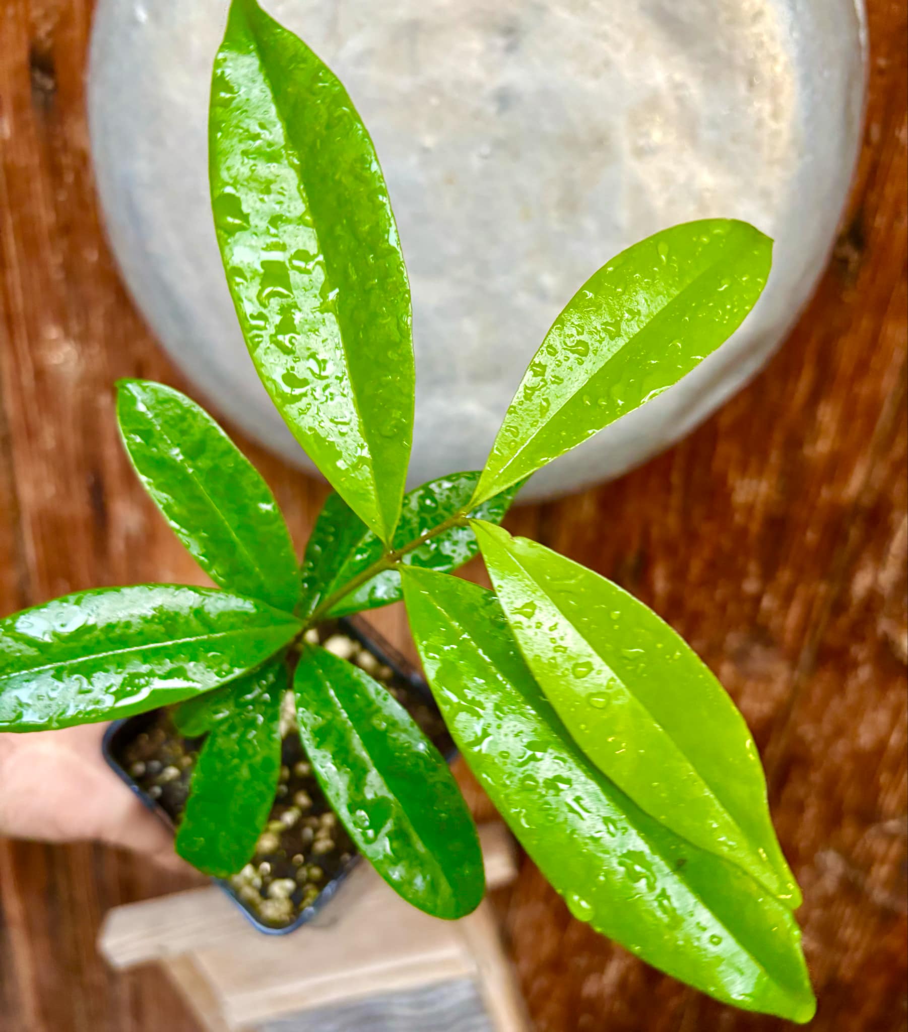 Cereja Grande da Bahia (Eugenia sp) - 1 potted plant / 1 getopfte Pflanze