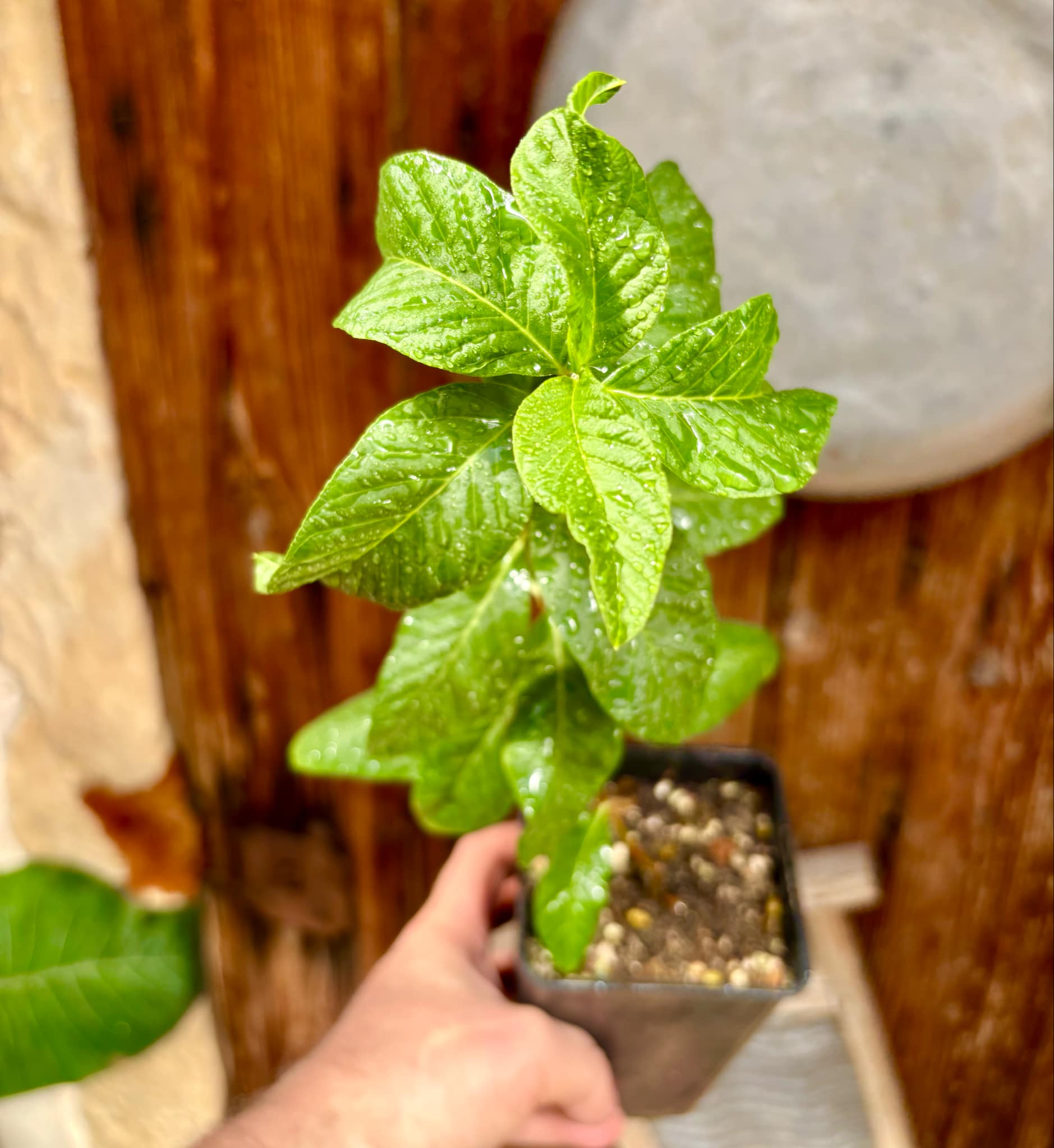Psidium guajava - Peach - 1 potted plant / 1 getopfte Pflanze