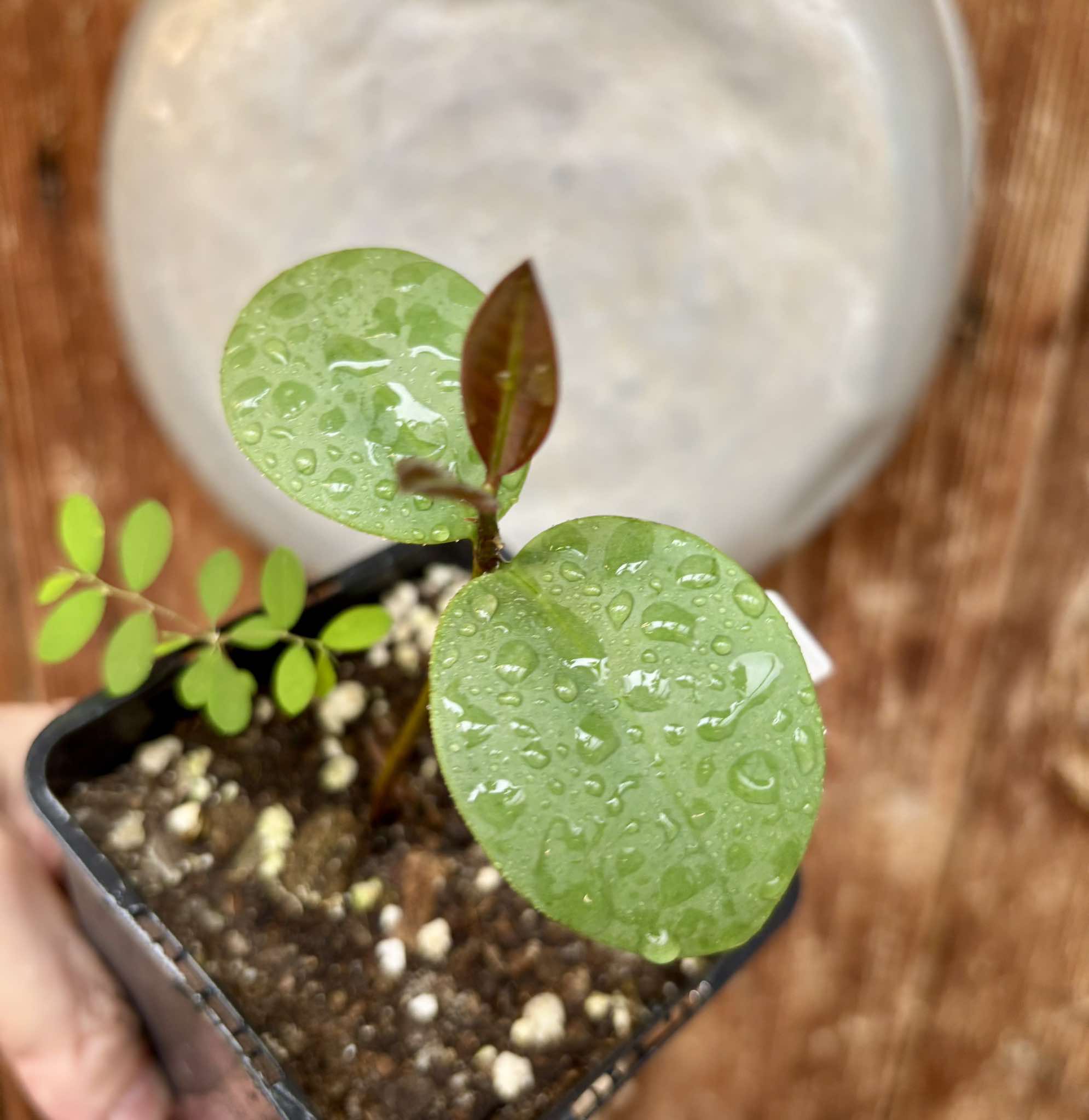 Eugenia sp Unana -  1 small potted seedling / 1 kleiner getopfter Sämling