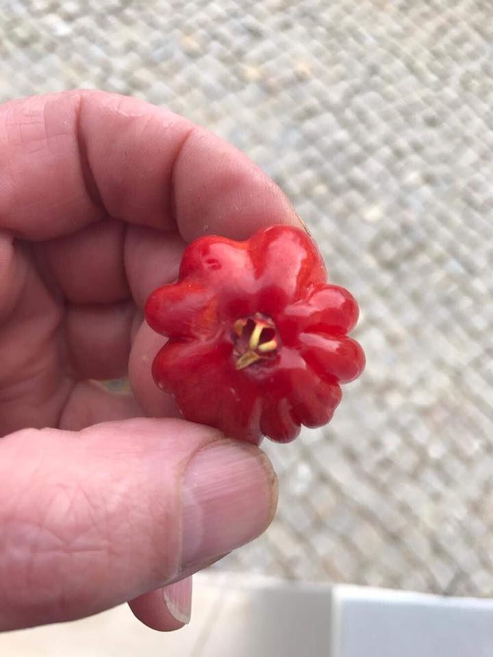 Eugenia uniflora  xl Plant 1,30m - 1 potted plant / 1 getopfte Pflanze 