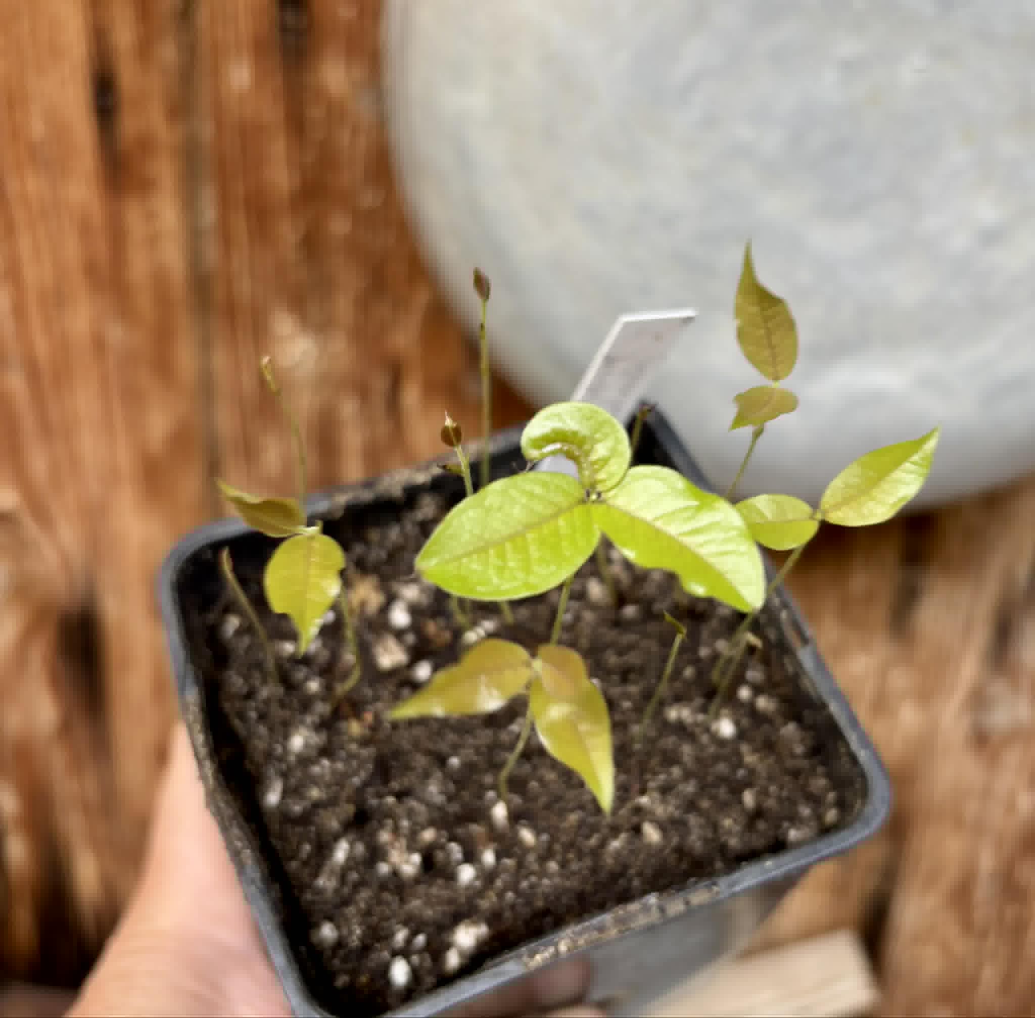12 in 1 pot - Red Hybrid Jaboticaba (Plinia cauliflora x aureana) - 12 seedlings in one pot / 12 Sämlinge in einem Topf