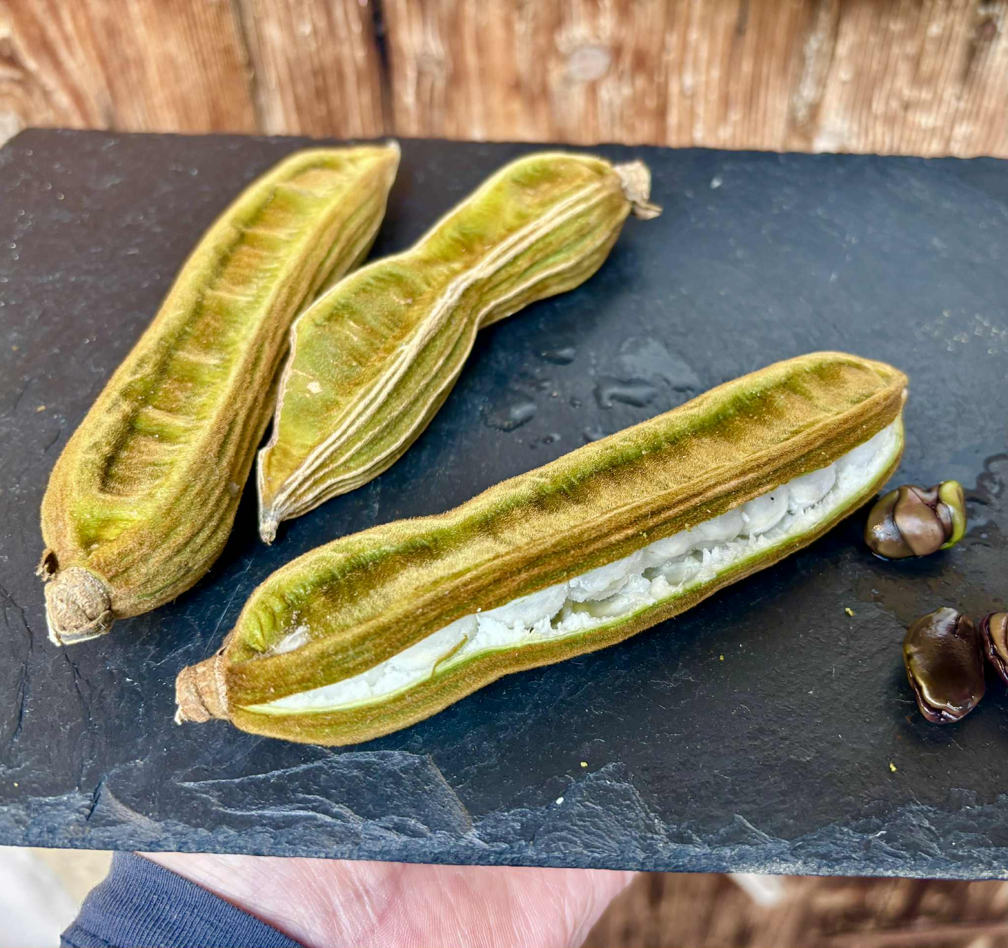 Inga velutina  - 1 fresh seed / 1 frischer Samen