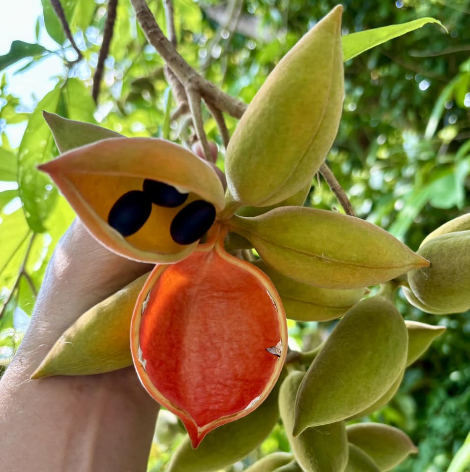 Sterculia lanceolata - 1 potted plant / 1 getopfte Pflanze 