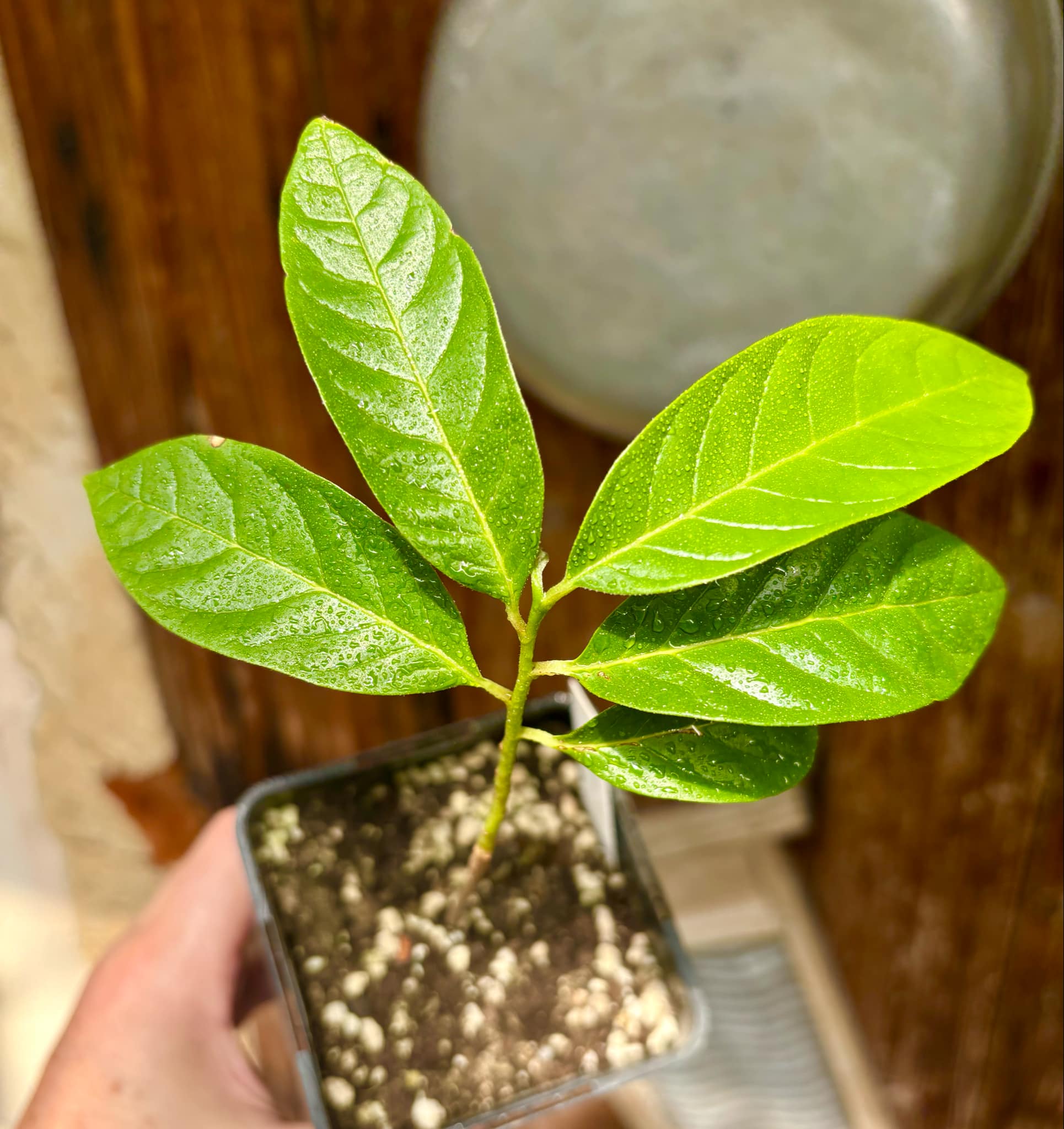 Annona reticulata big pink-red variety - 1 potted plant / 1 getopfte Pflanze