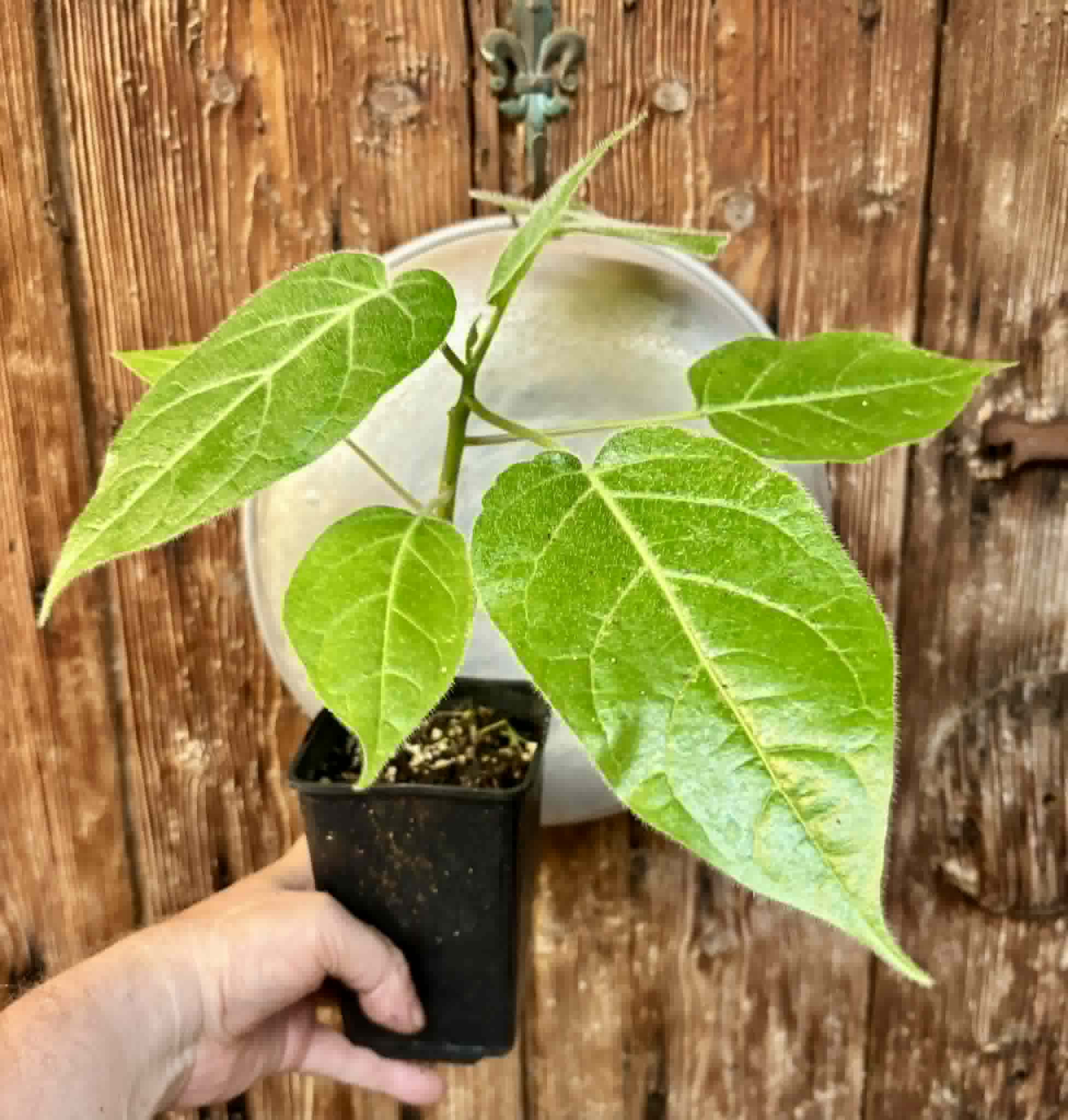 Solanum sibundoyense - 1 potted plant / 1 getopfte Pflanze