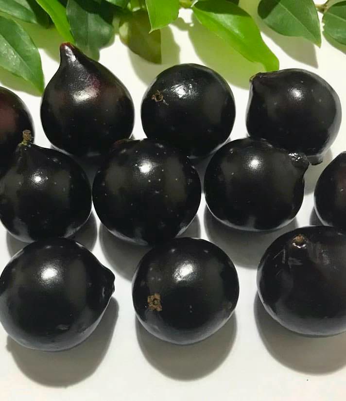 over 2 years old - Jaboticaba Acu Paulista (Plinia cauliflora) - 1 potted plant / 1 getopfte Pflanze