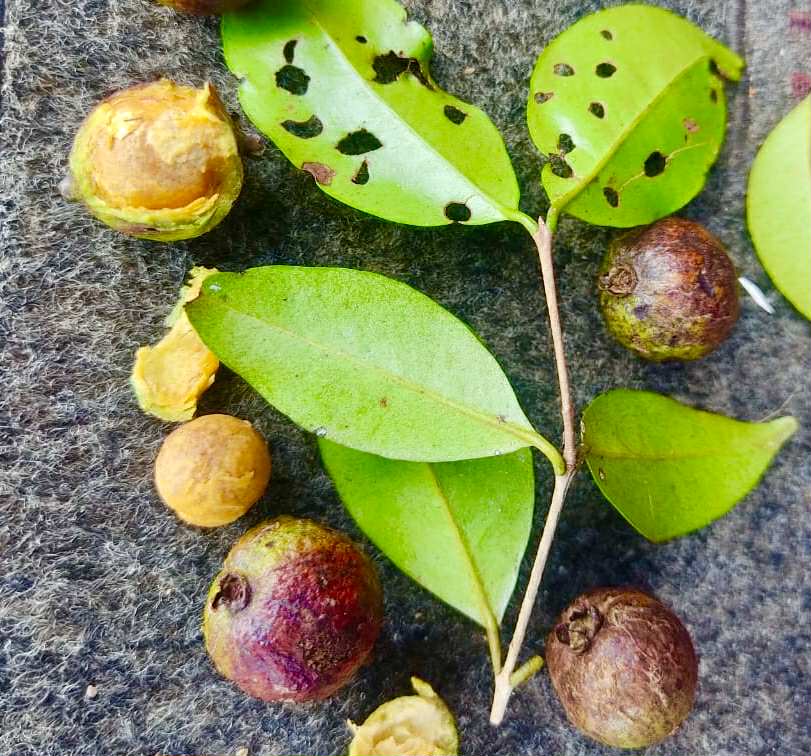 only 3 seeds available - Eugenia sp Planalto - 1 fresh seed / 1 frischer Samen