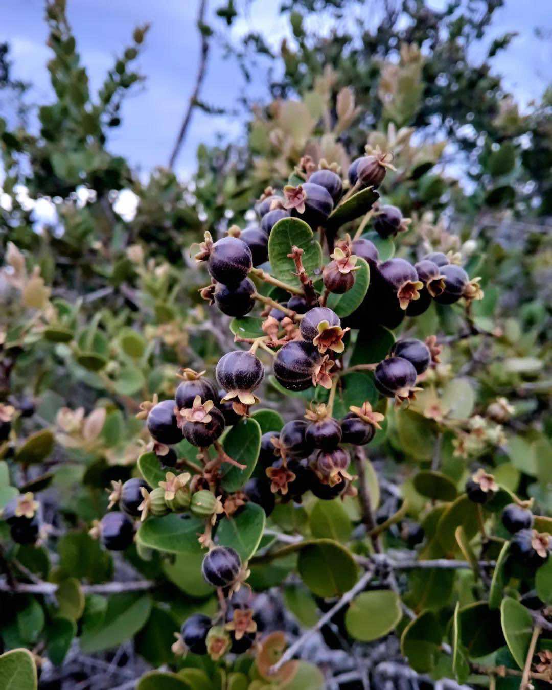 Bico Doce (Algrizea macrochlamys) -  2 germinated seeds / 2 gekeimte Samen