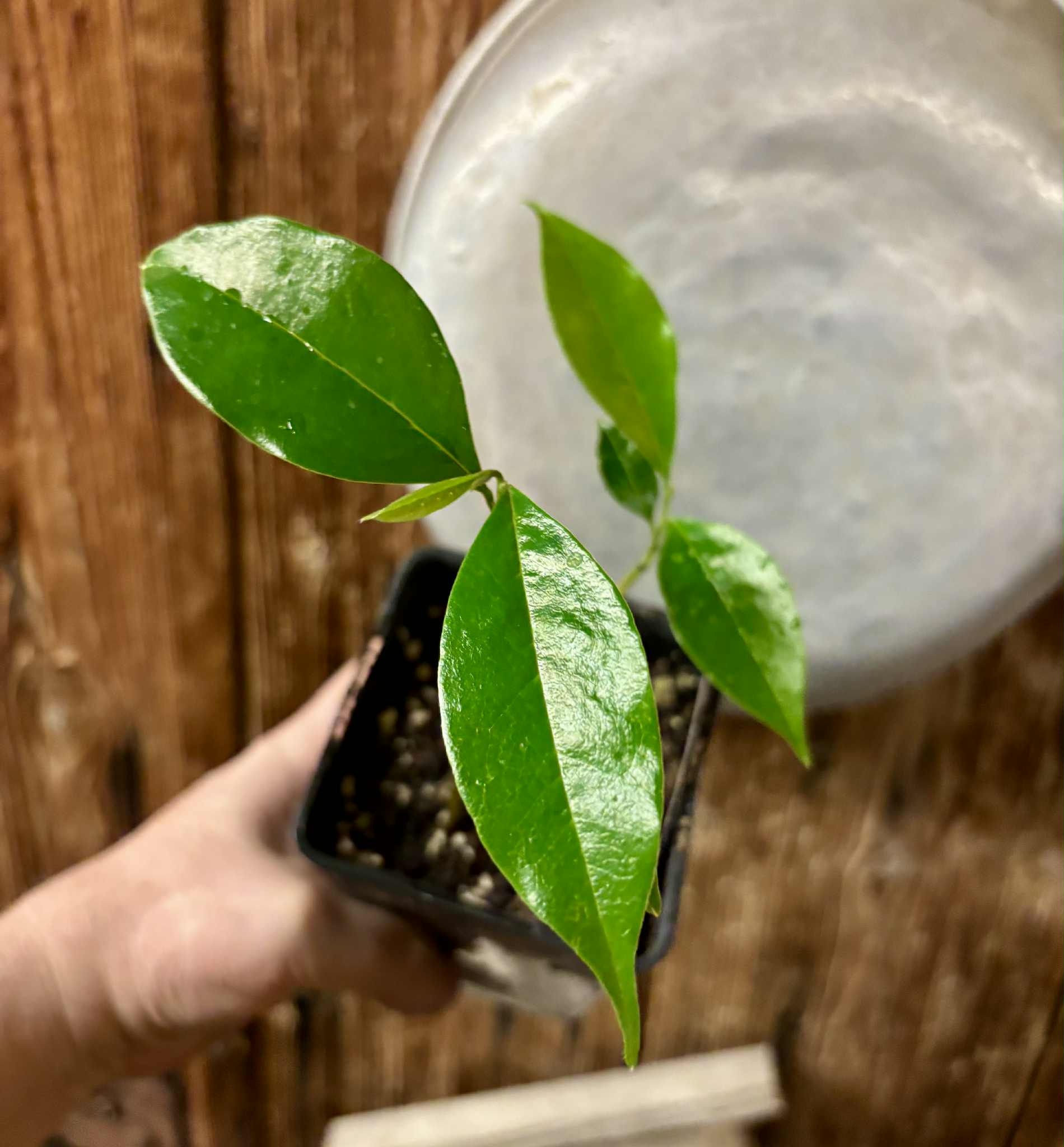 2 in 1 pot - Annona muricata - Soursop / Stachelannone - 1 potted seedling / 1 getopfter Sämling